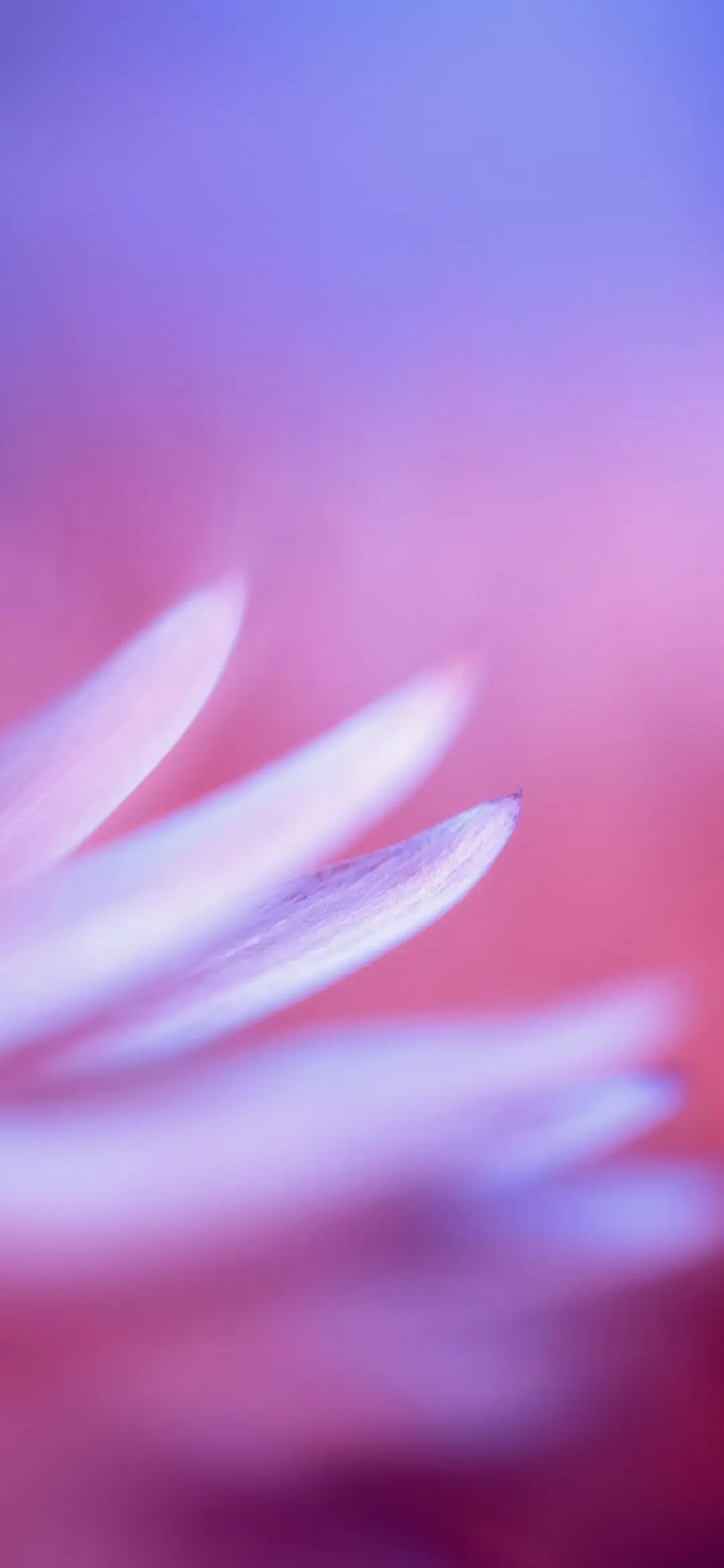 唯美创意壁纸-锐景创意