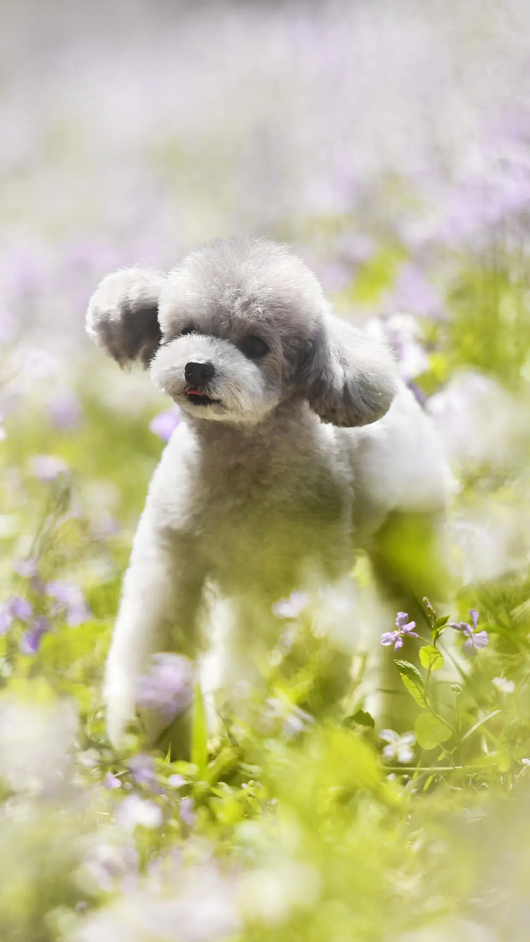 要成为狗狗心中的主人