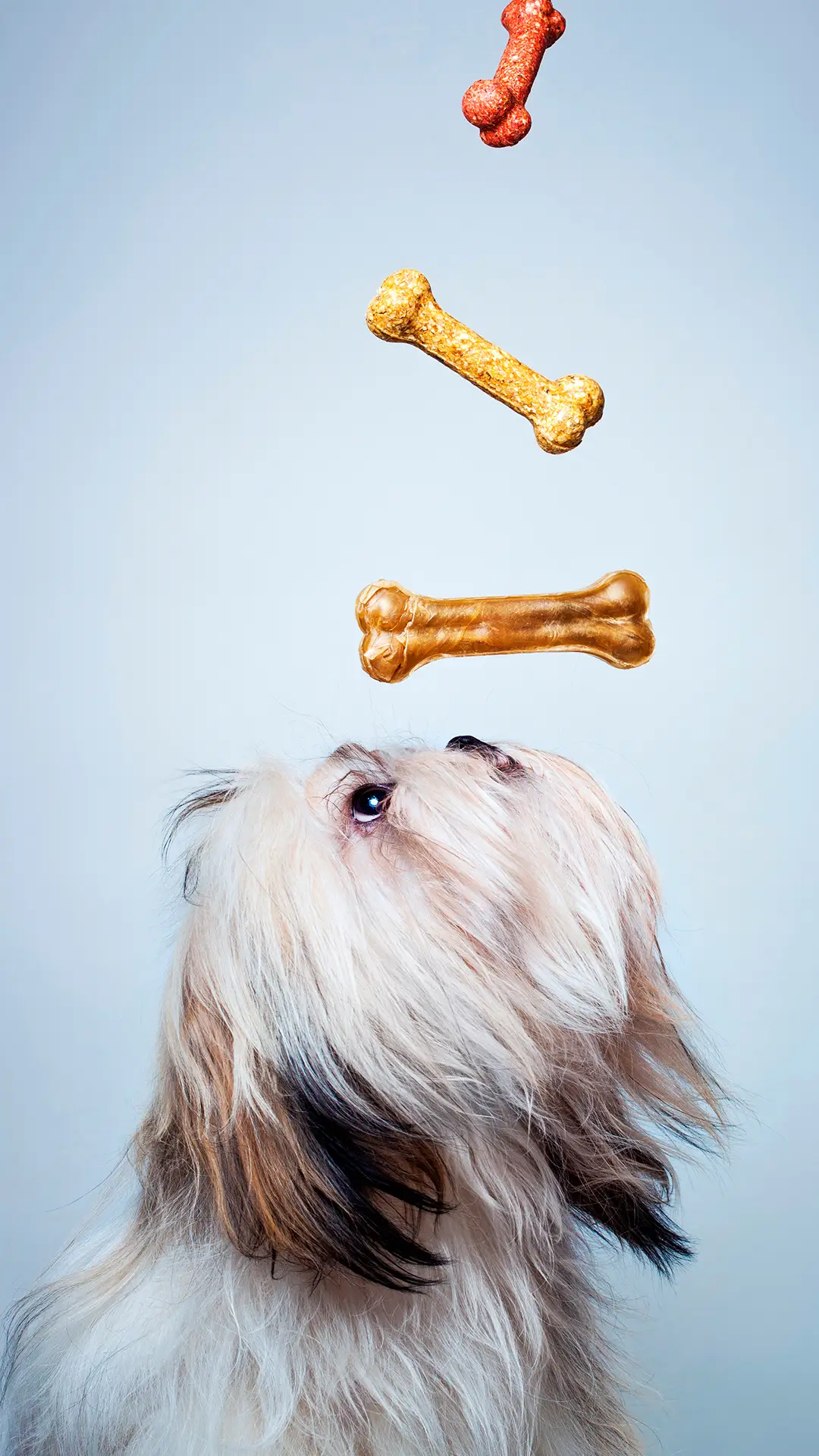 端庄高雅的马尔济斯犬 - Screenshot 1