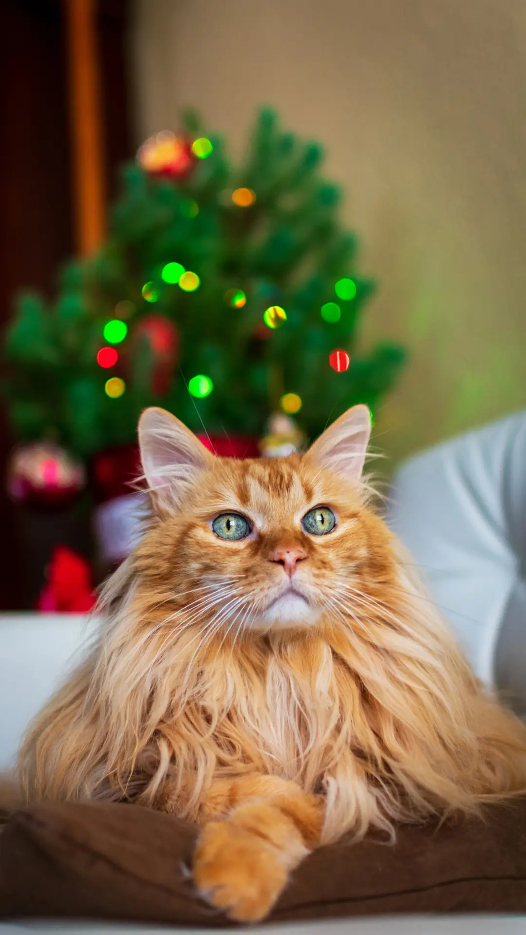 难道猫咪也“好色”吗