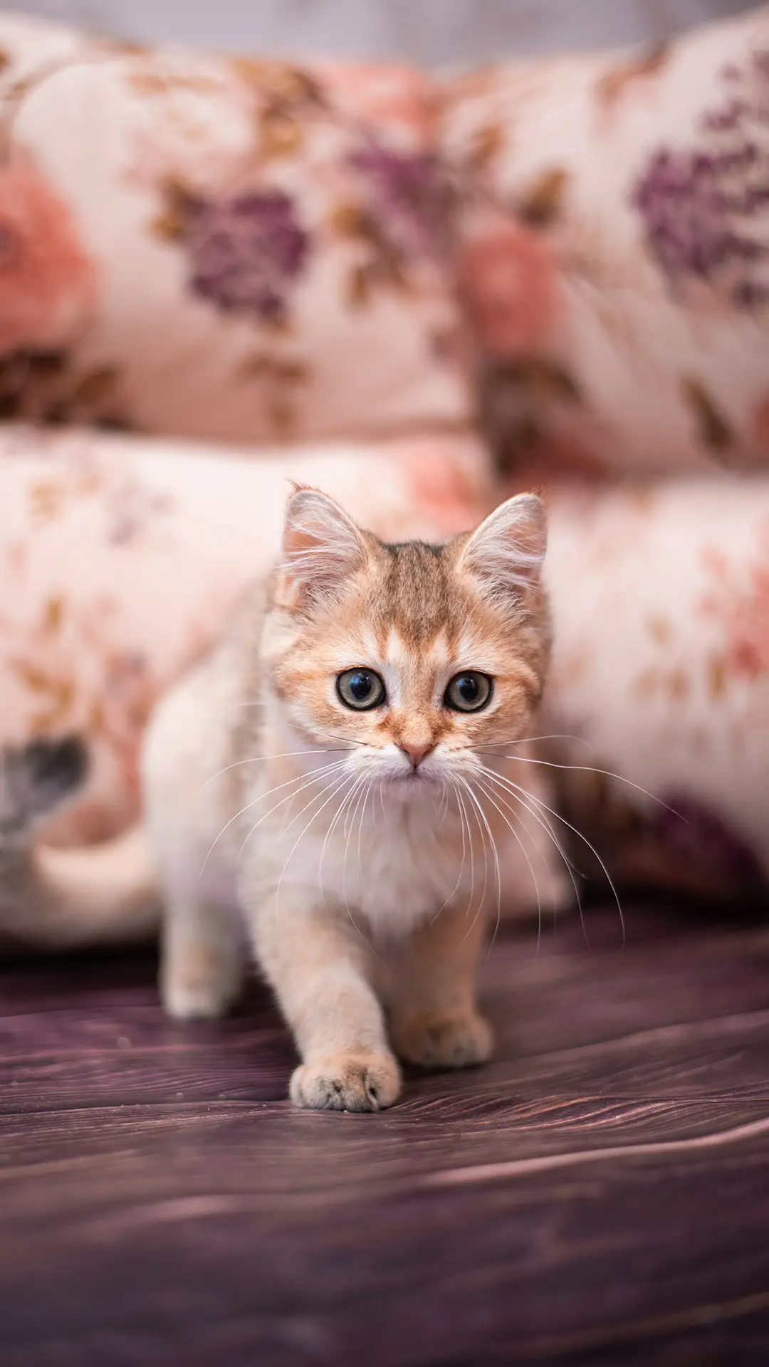 选择长毛猫or短毛猫 - Screenshot 1