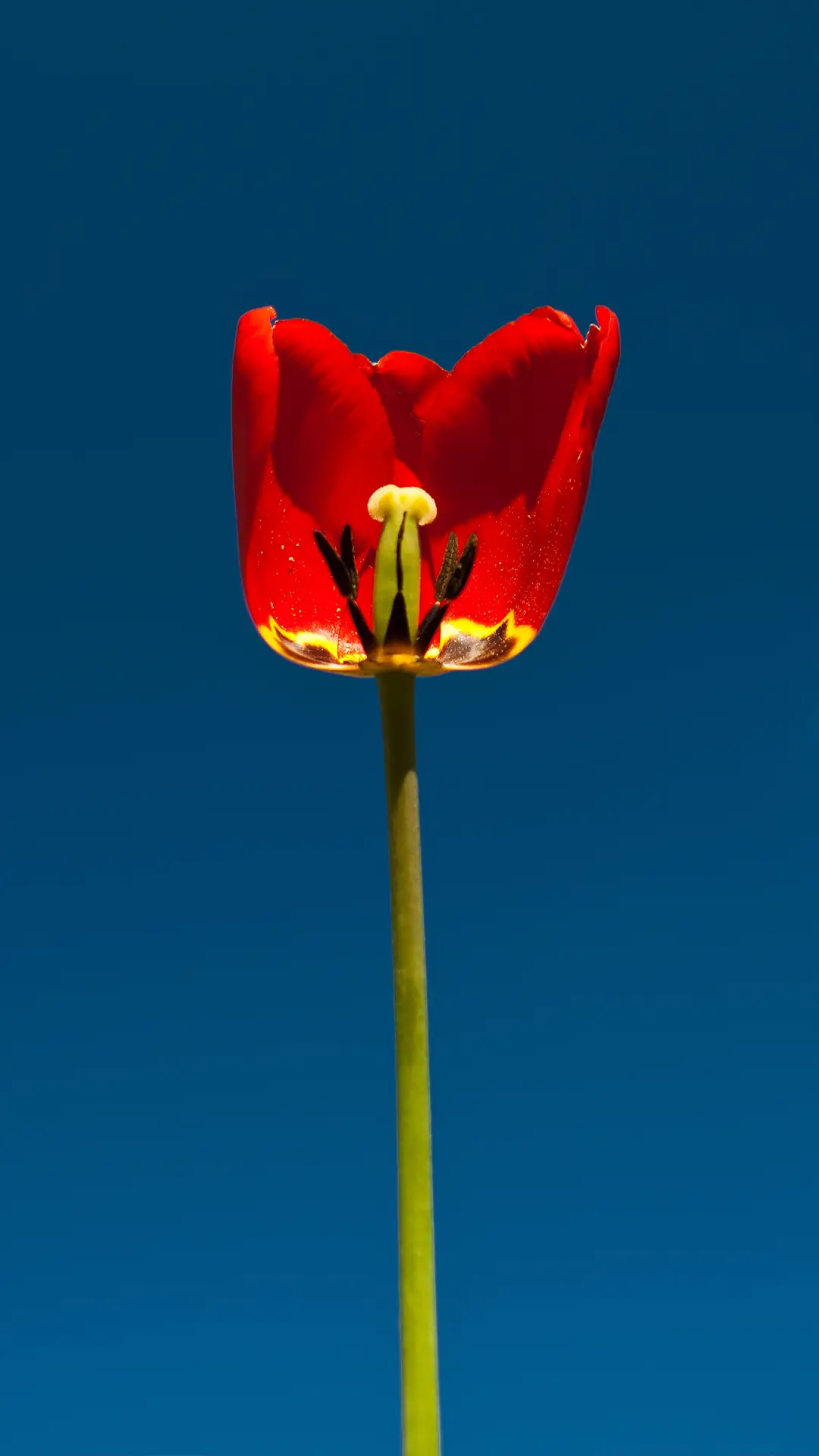瑰丽花田-拍信图库