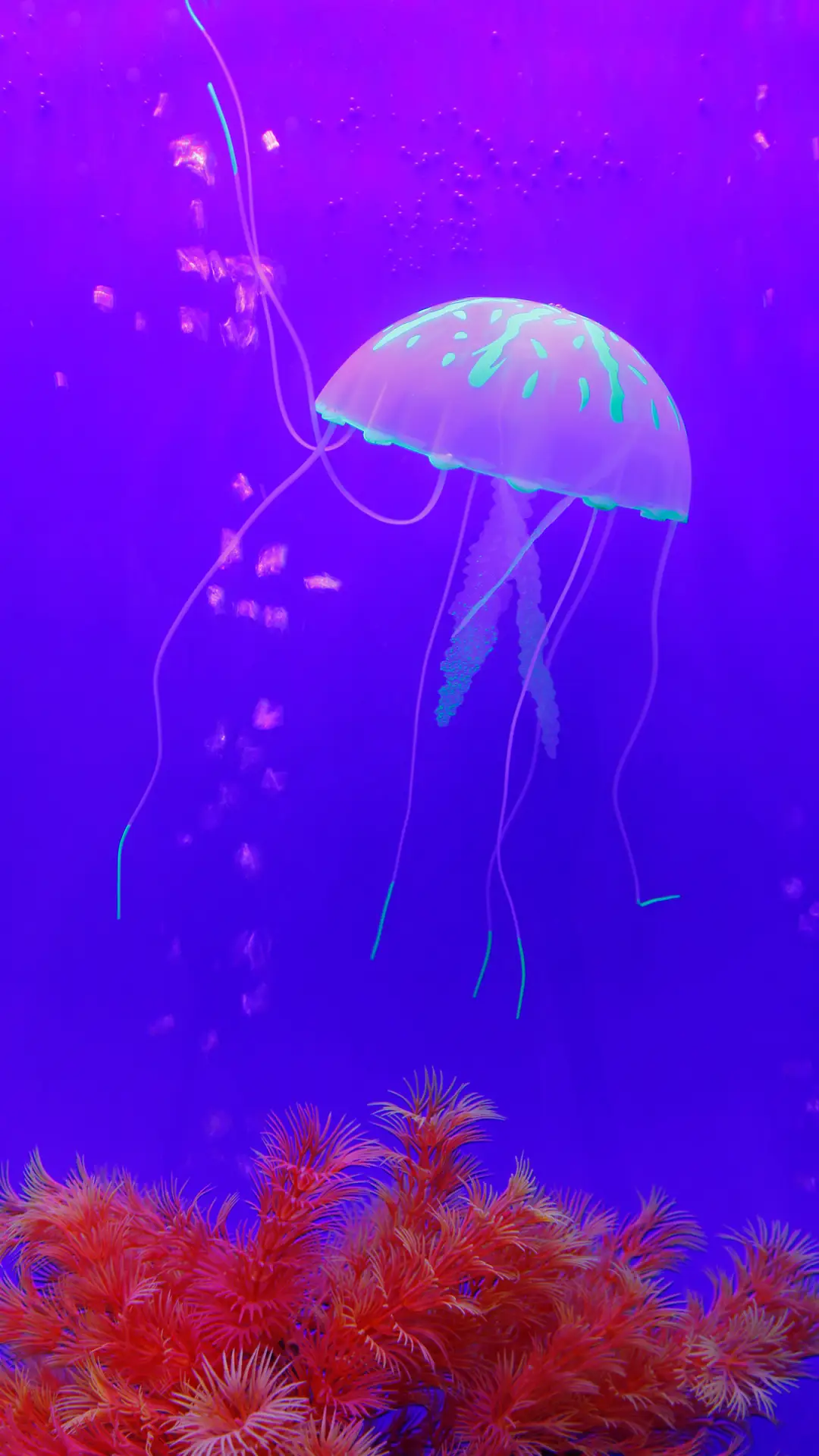 漂亮的水母-拍信图库