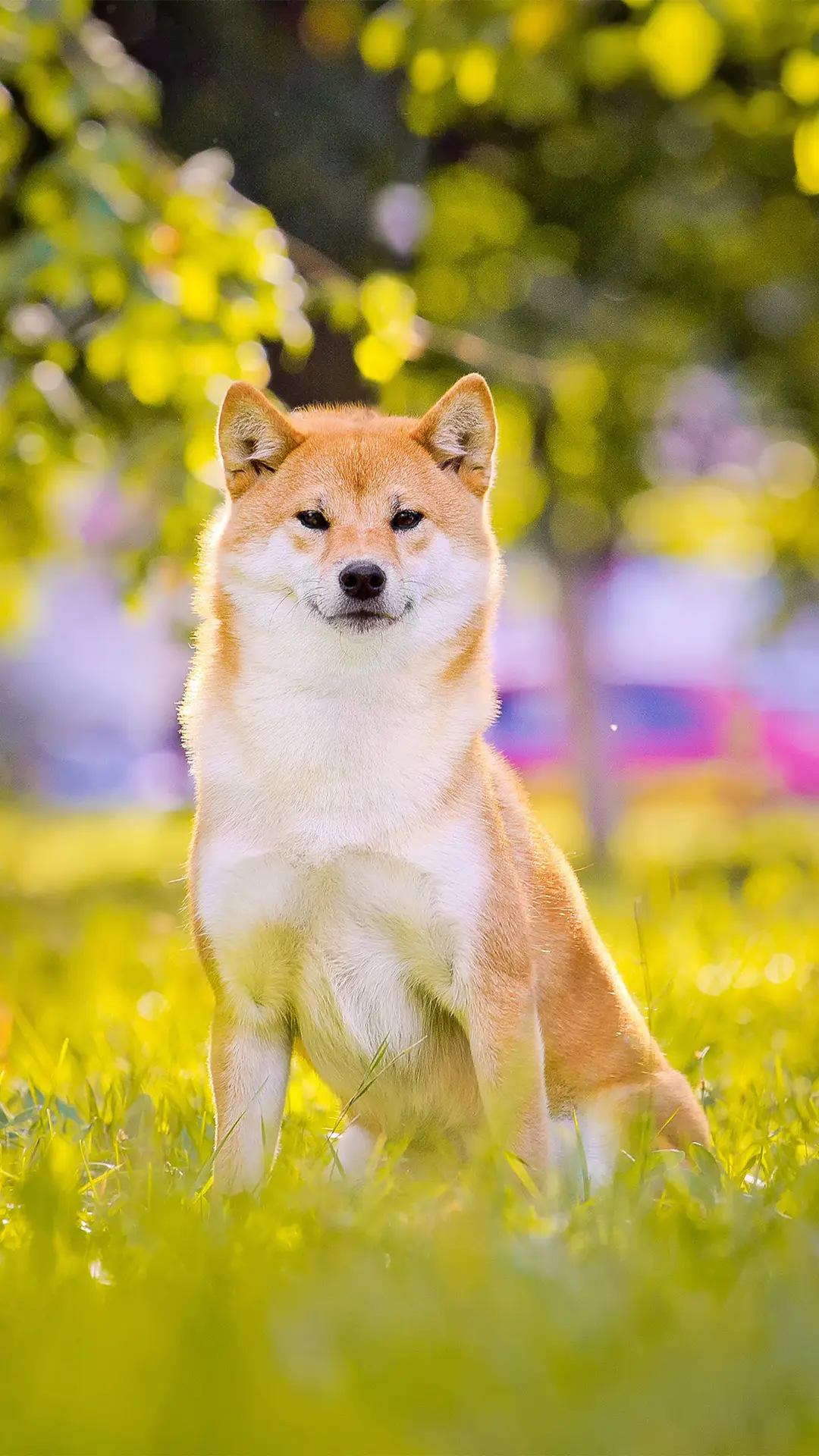两种外形相似的犬
