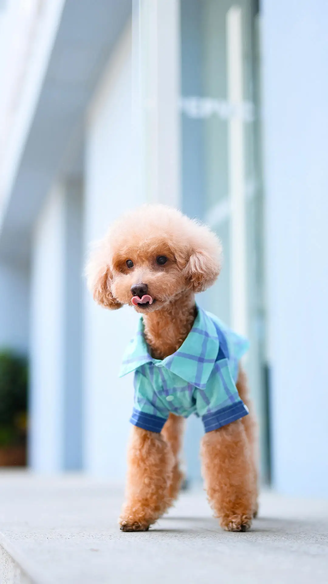 狗狗的有趣小知识 - Screenshot 1