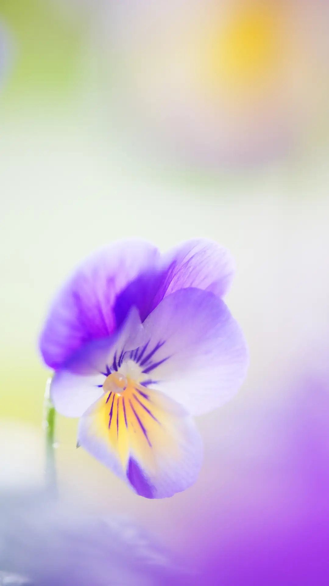 春天的花朵-拍信图库