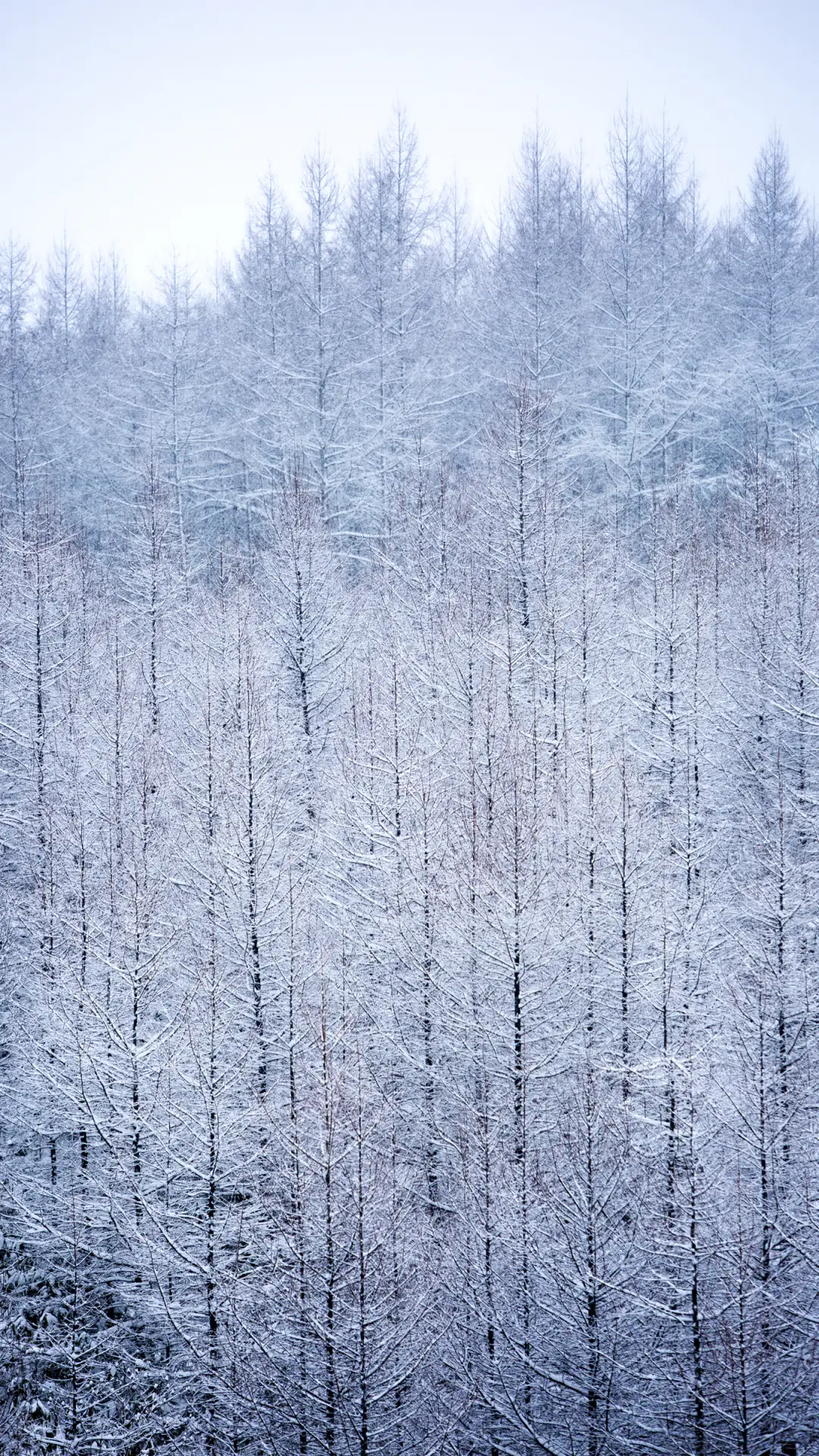 北国雪景-顶晟科技 - Screenshot 1