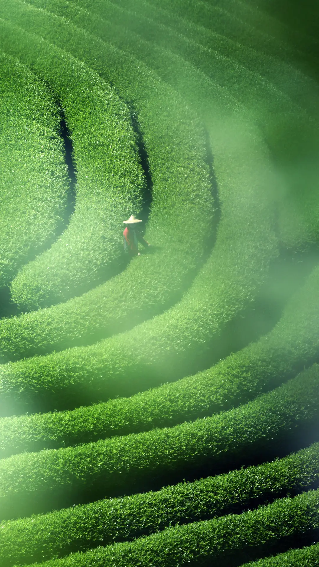 一分钟看懂中国茶的历史