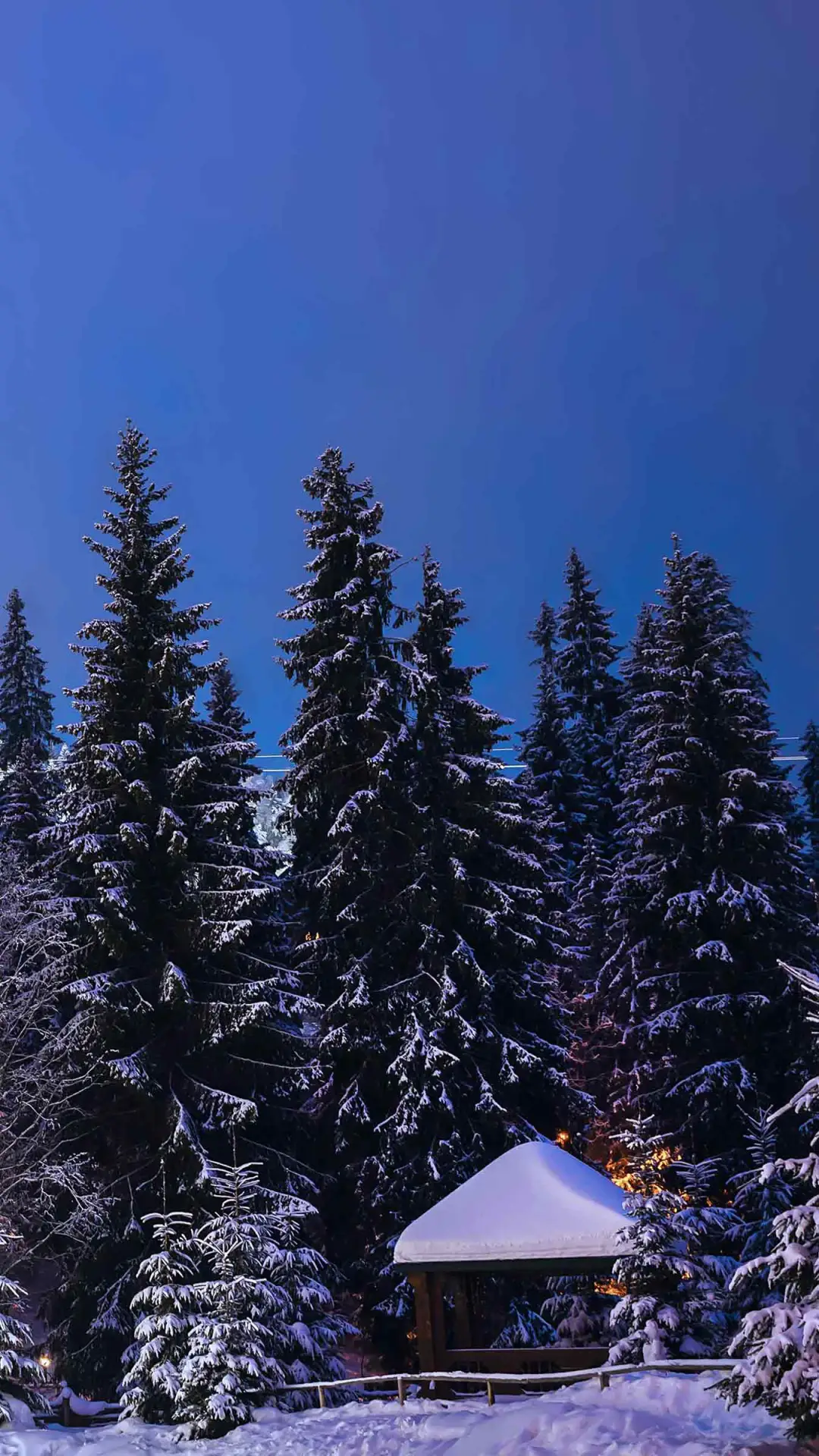 圣诞装饰-拍信图库 - Screenshot 1