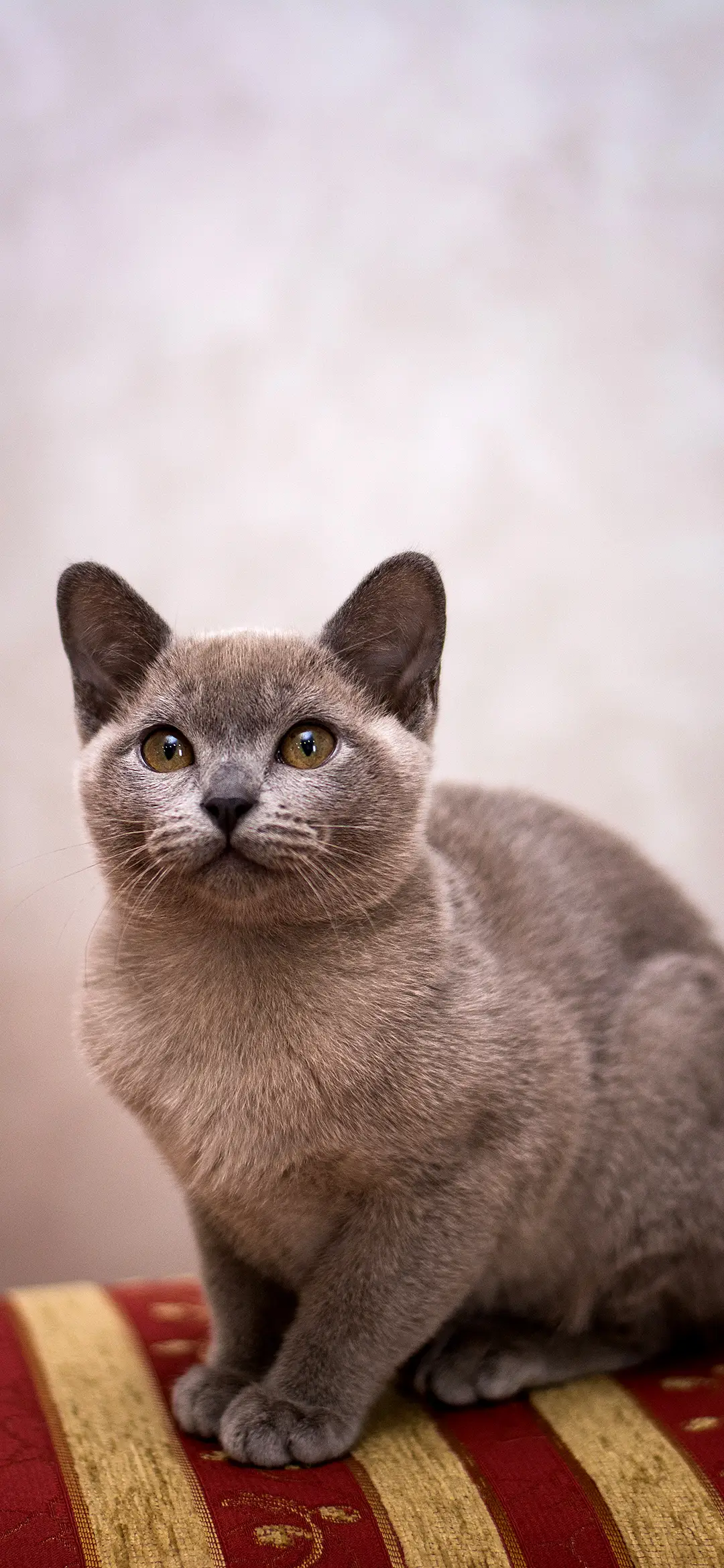 一秒萌到你-拍信图库 - Screenshot 1