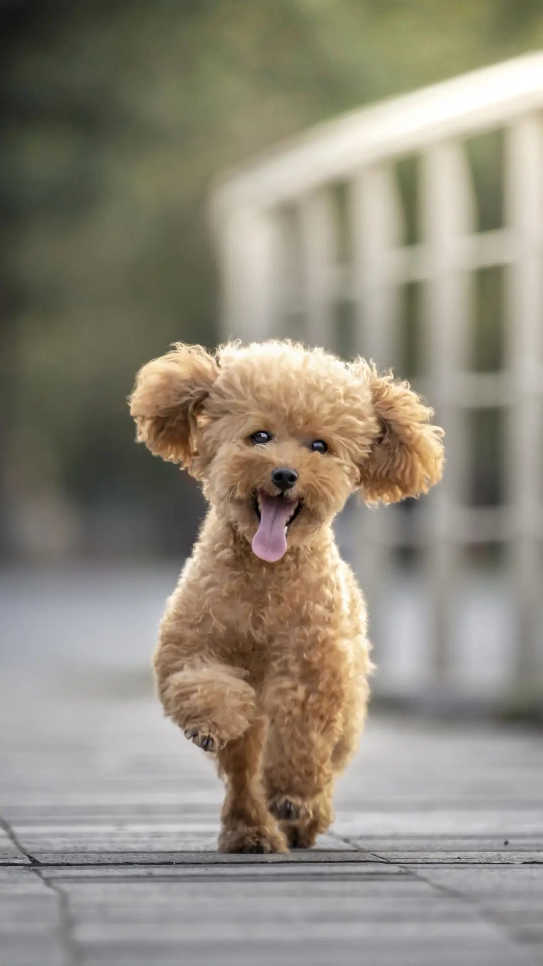 狗狗换毛期的毛发护理 - Screenshot 1