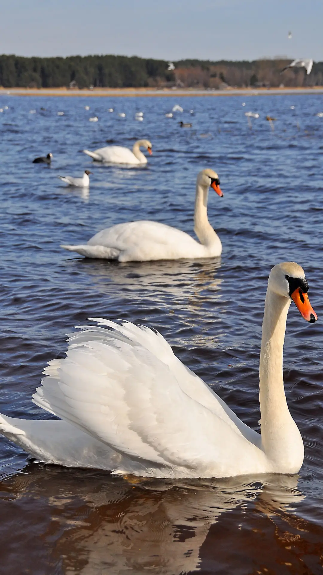 美丽天鹅-拍信图库