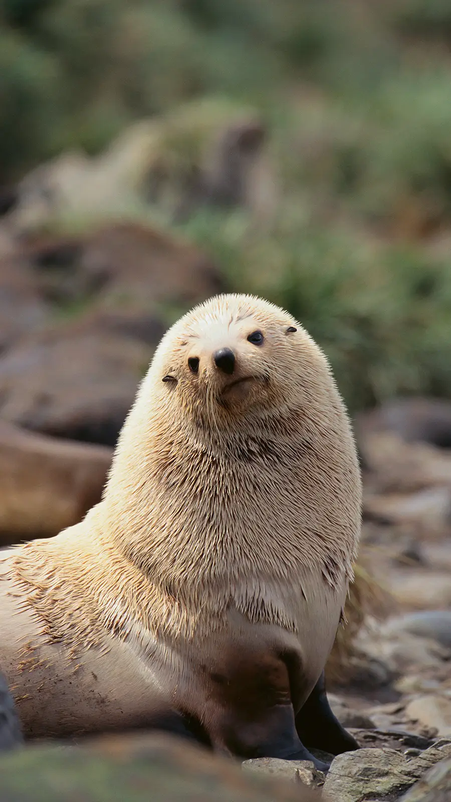带你走近海狮的世界