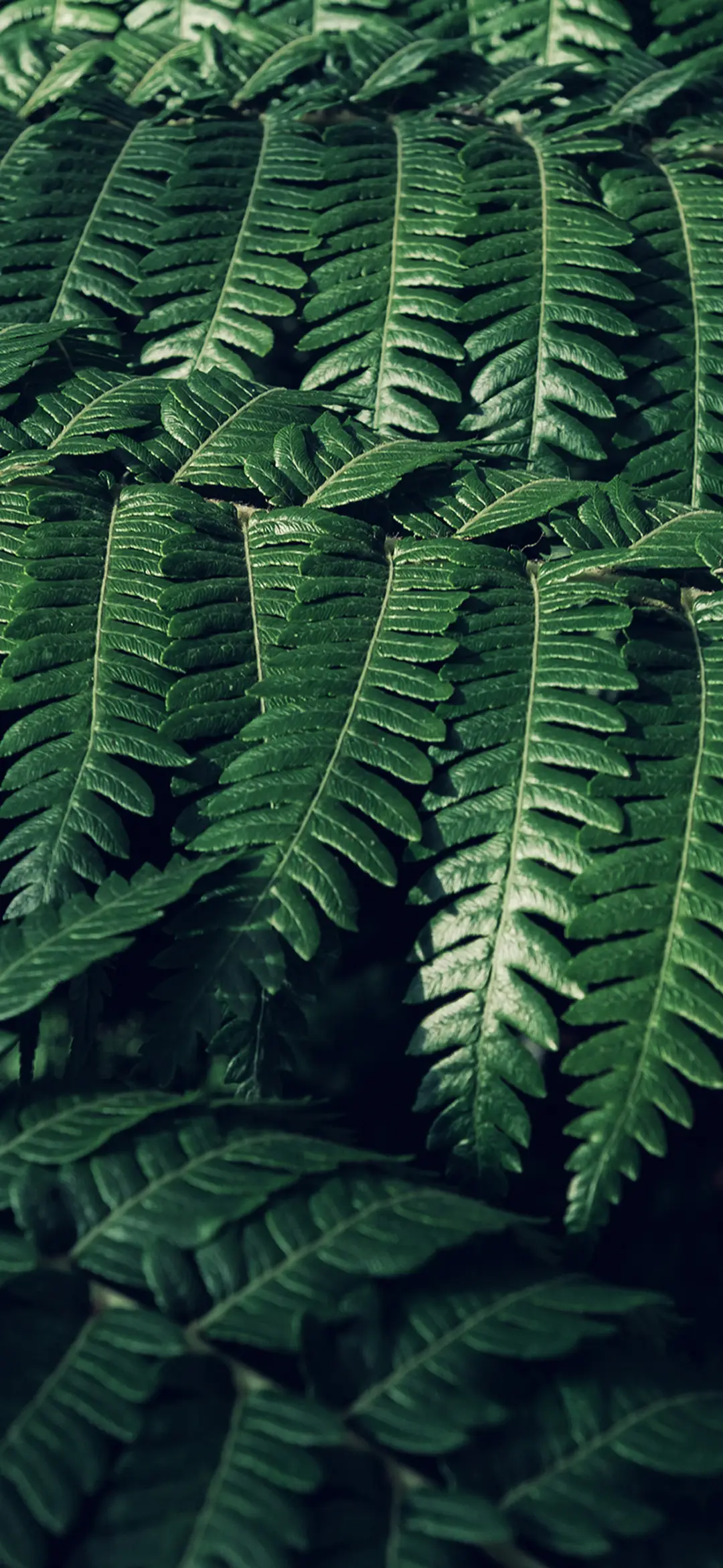 森林里的绿精灵-拍信图库 - Screenshot 1