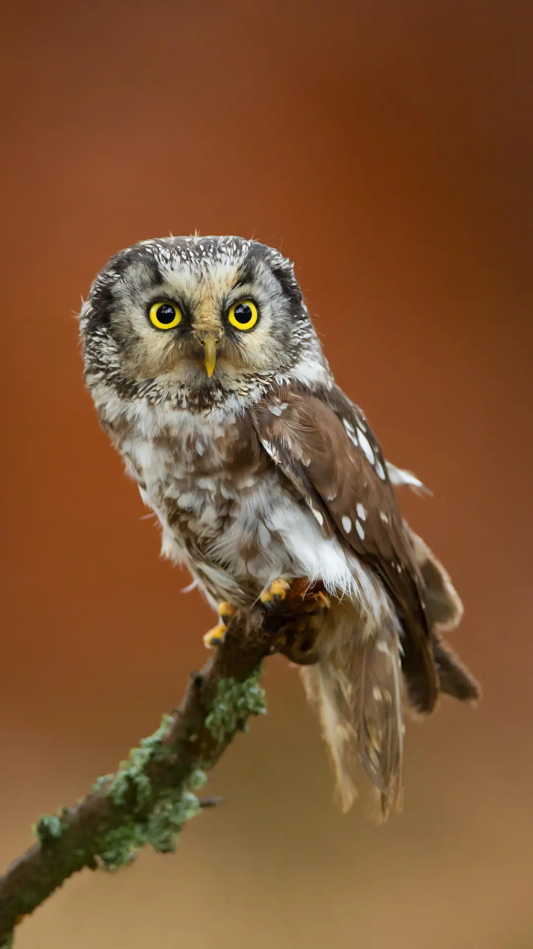 猫头鹰不为人知的秘密 - Screenshot 1