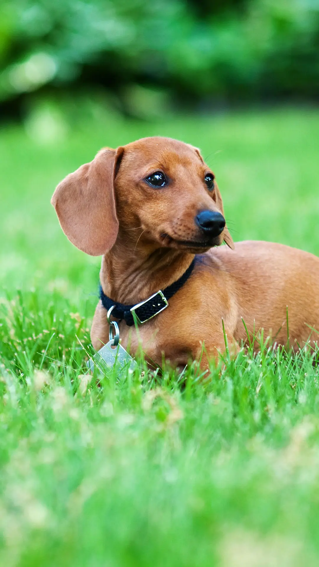 你想和毛孩子说什么