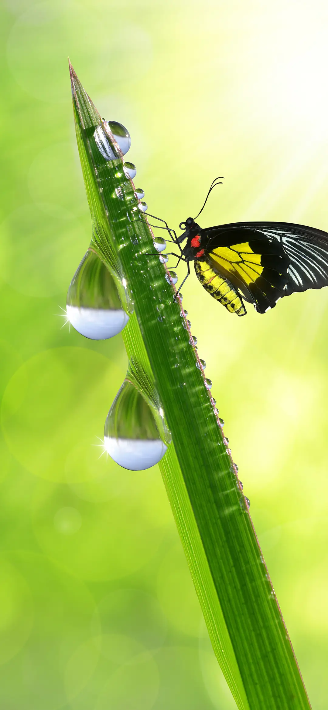 白露未晞-拍信图库 - Screenshot 1