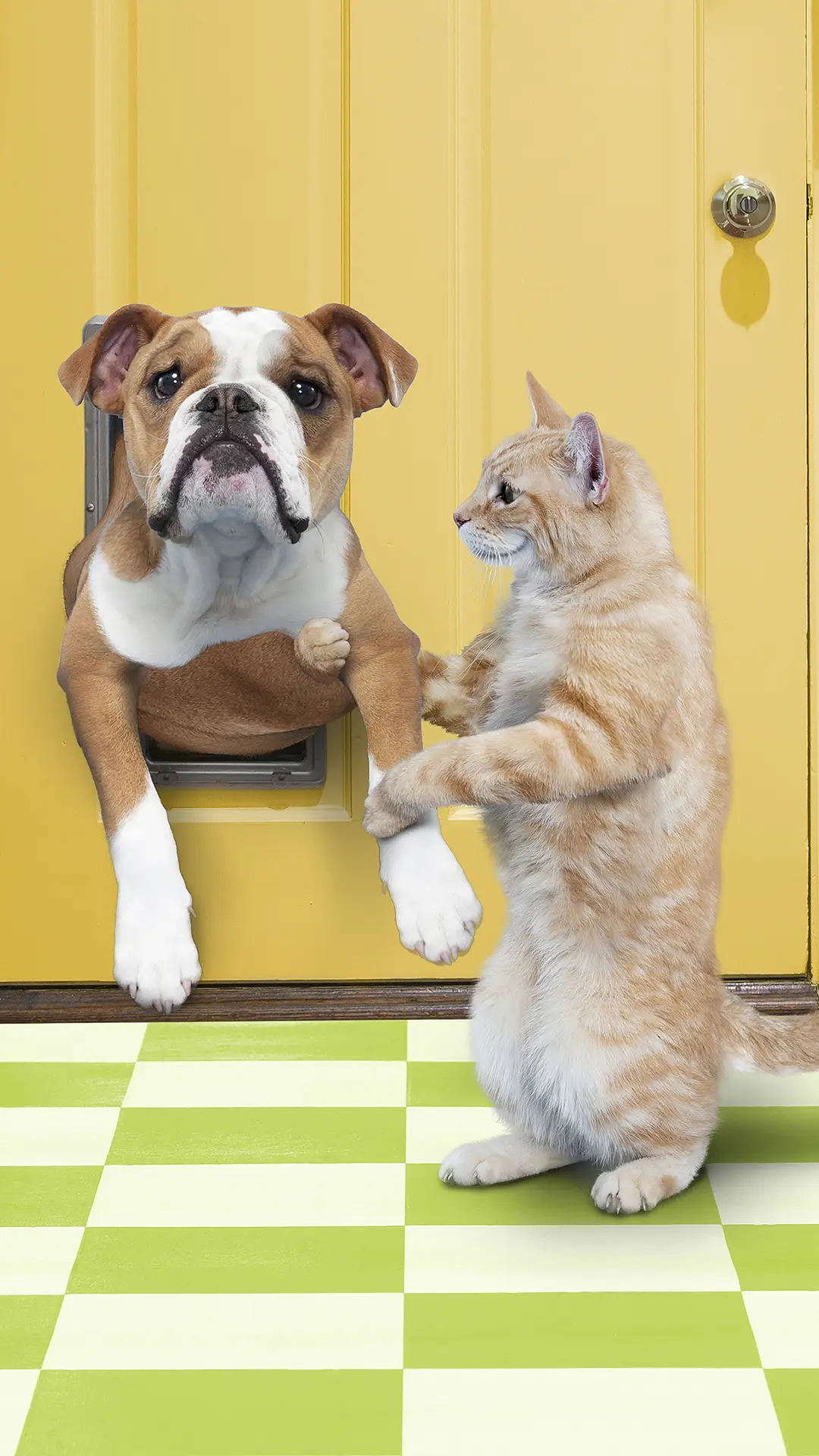 搞笑宠物-视觉中国 