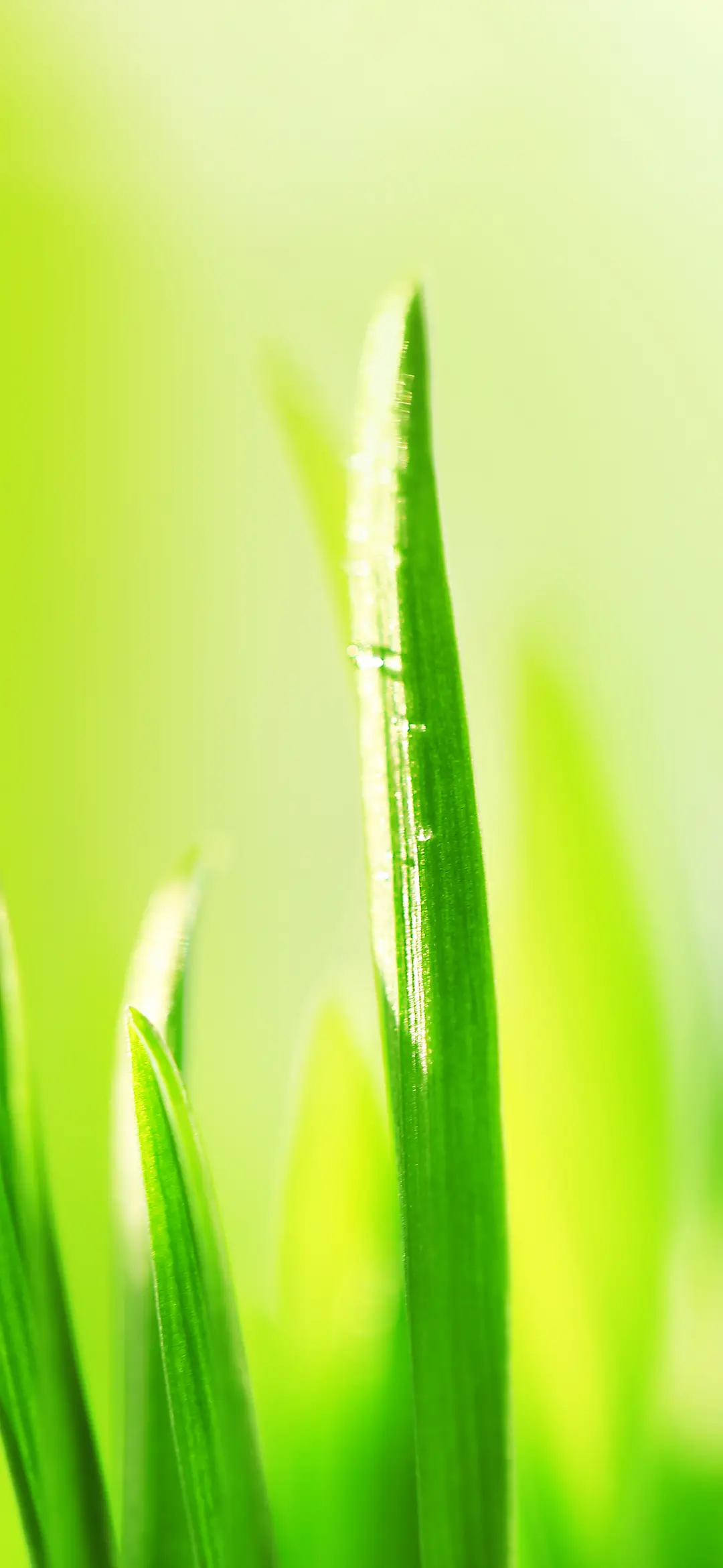 植物世界壁纸 -锐景创意