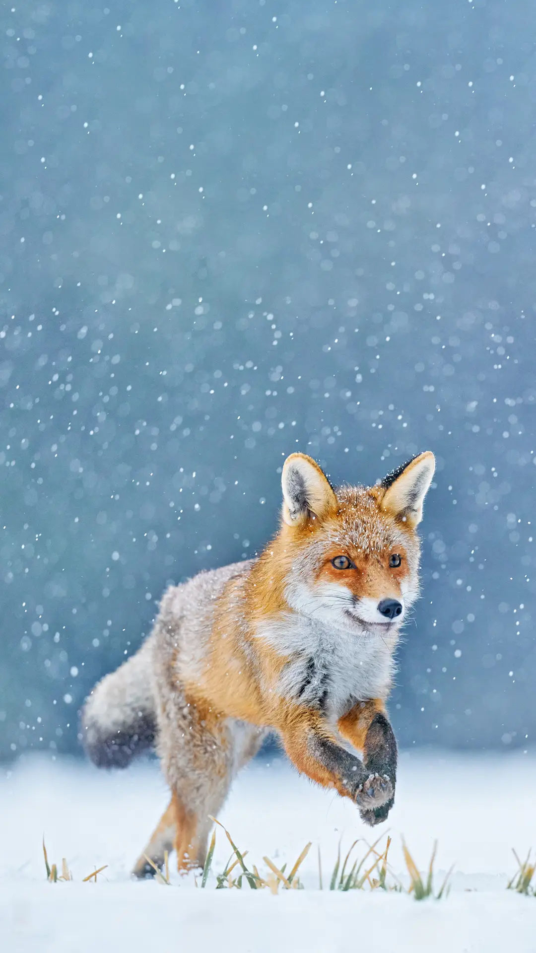 狐鸣嘤嘤-拍信图库