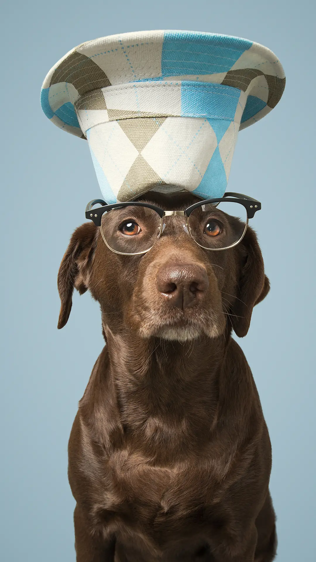 让狗狗开心起来