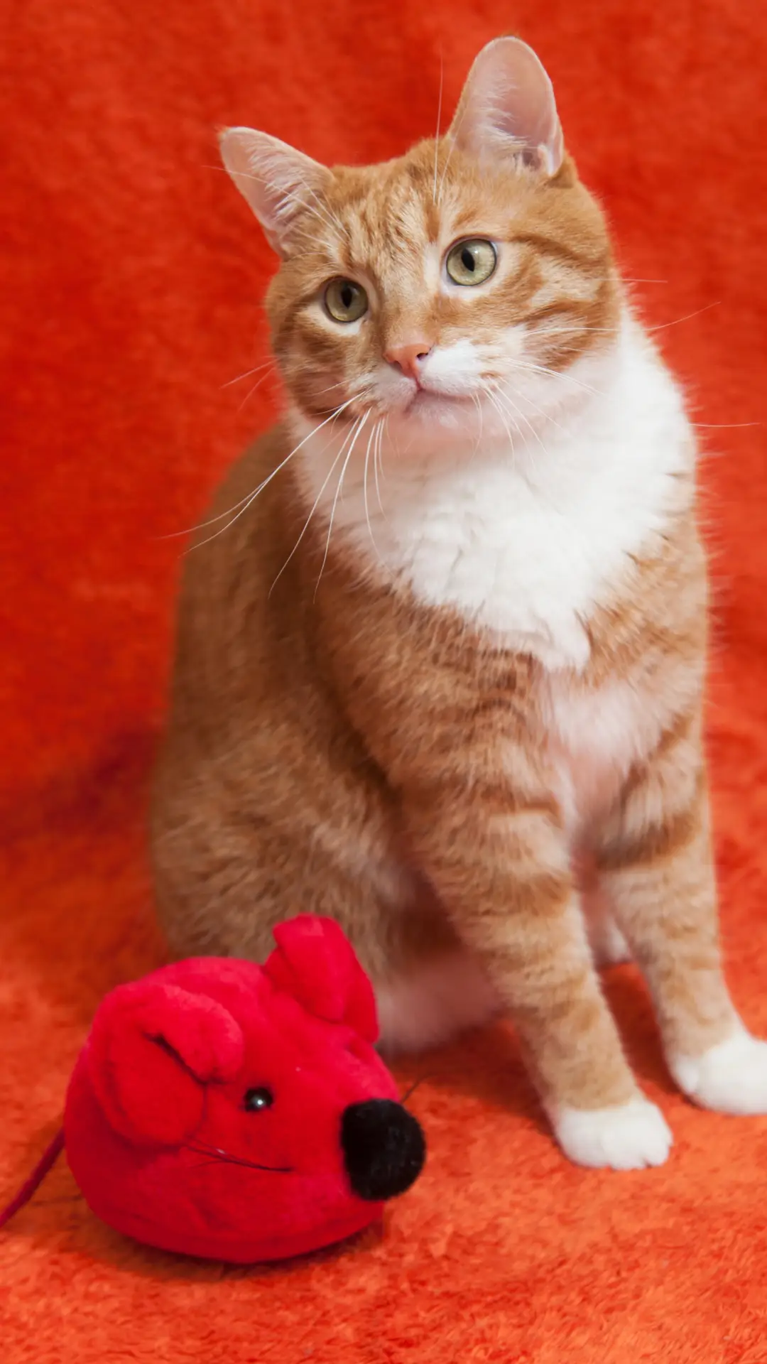 橘猫的吃货传说