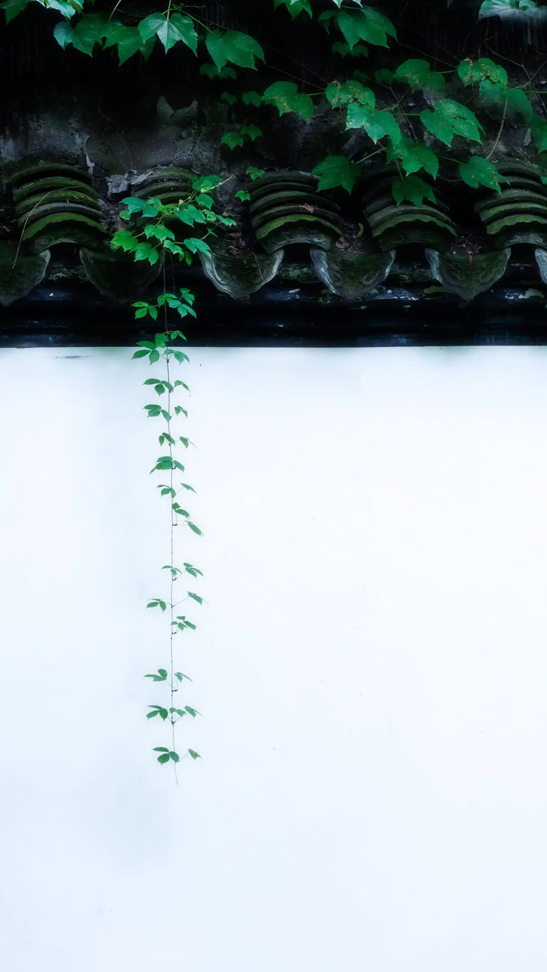 简绿-视觉中国 - Screenshot 1