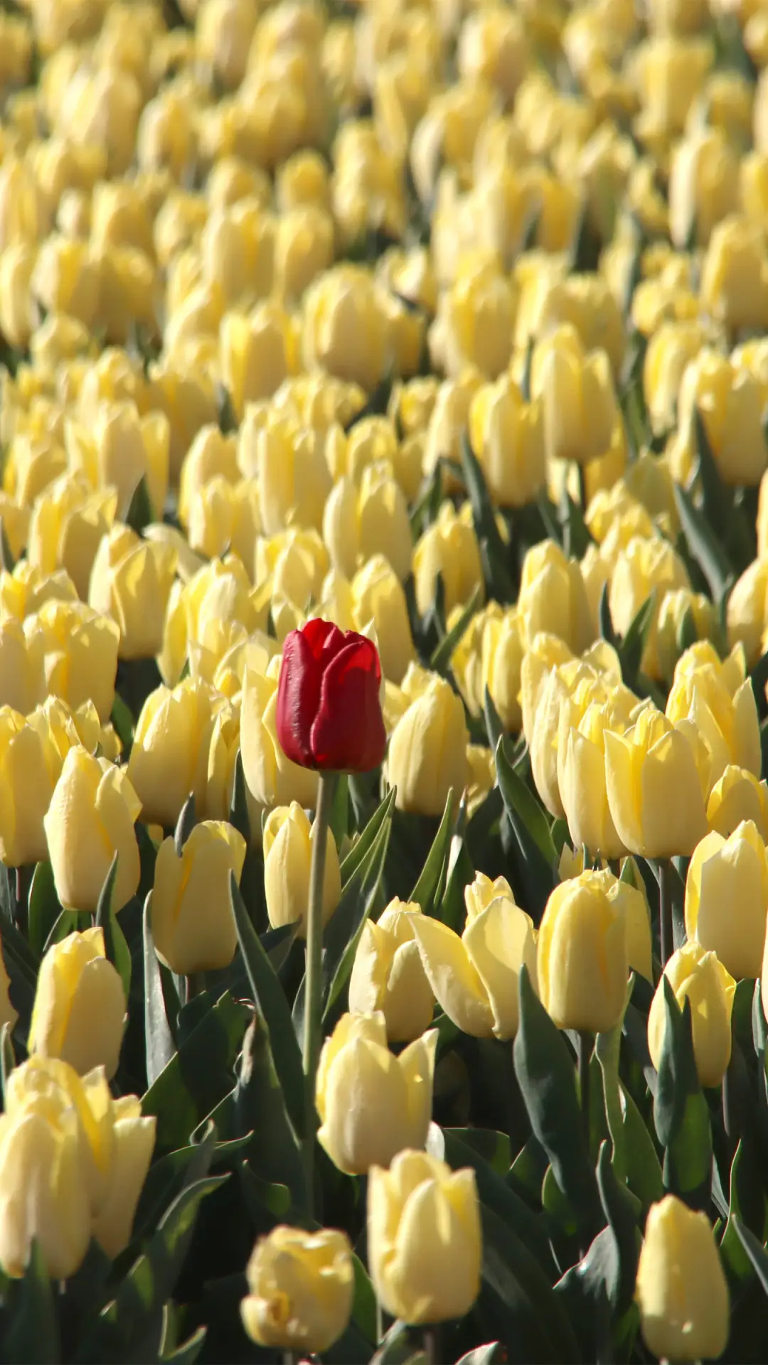 郁金香-拍信图库 - Screenshot 1