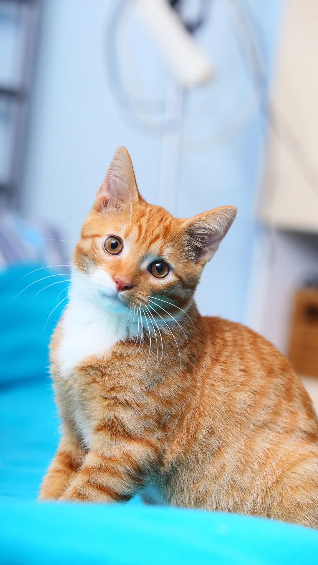 对猫咪多一点了解