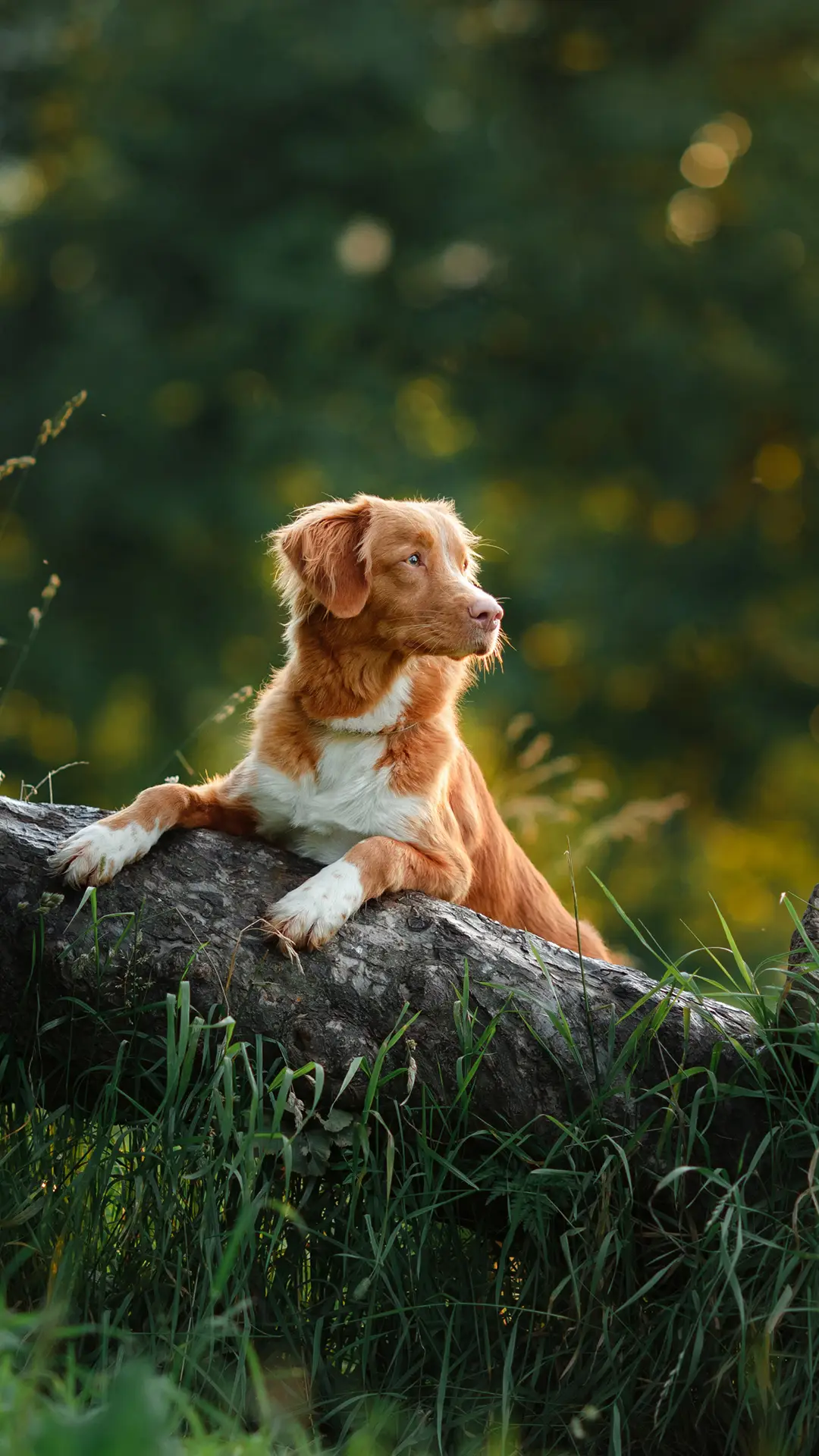 怎样判断它们的智商