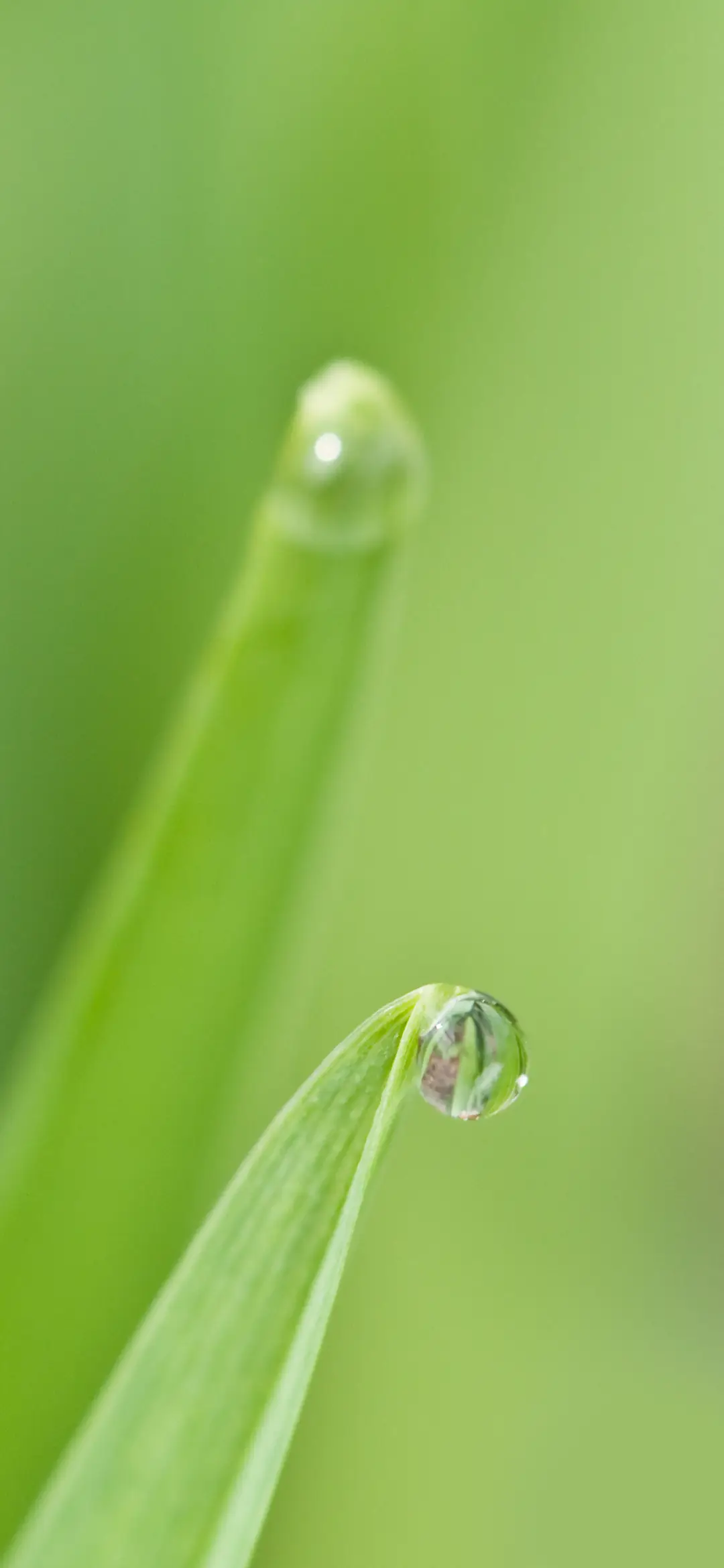 绿色护眼水滴植物壁纸-锐景创意