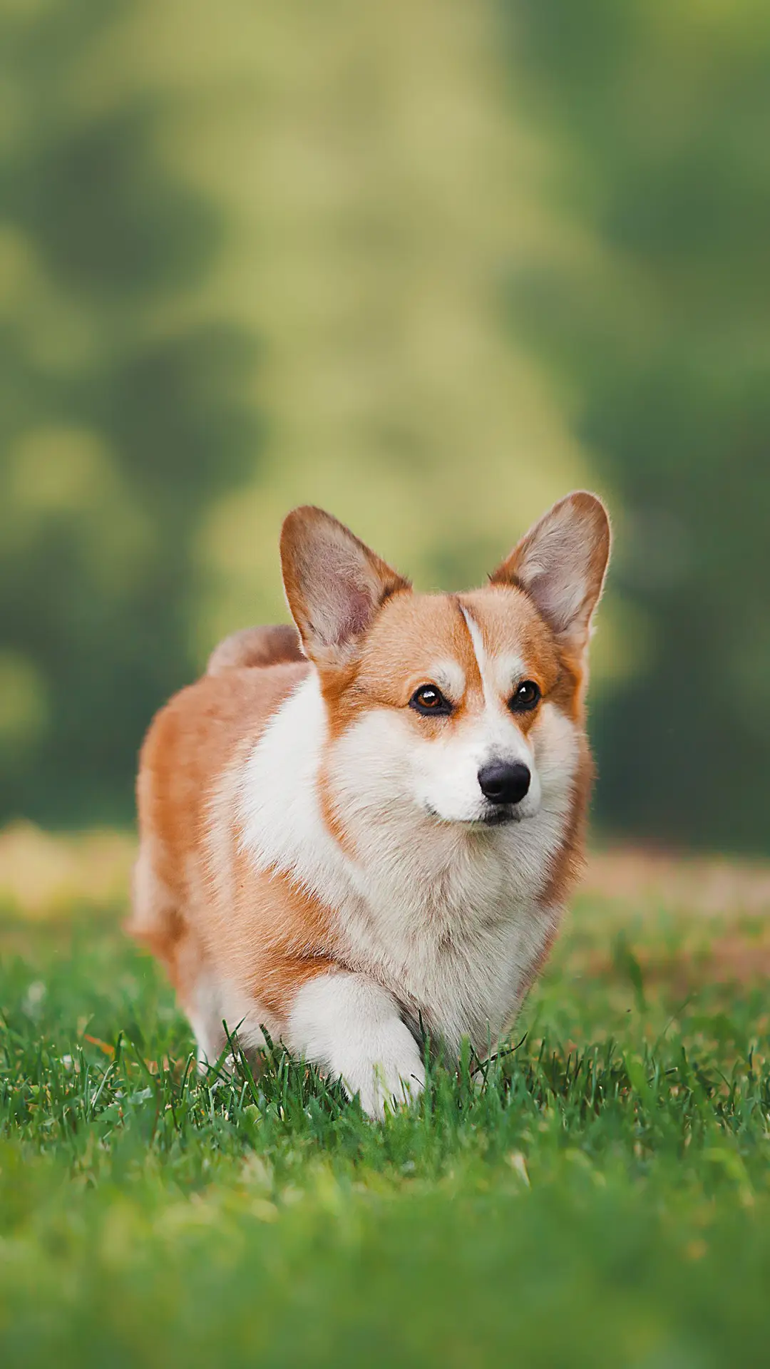 狗狗看得懂电视吗