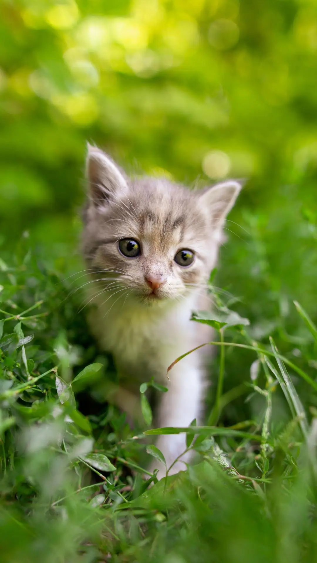 猫咪为什么会掉毛