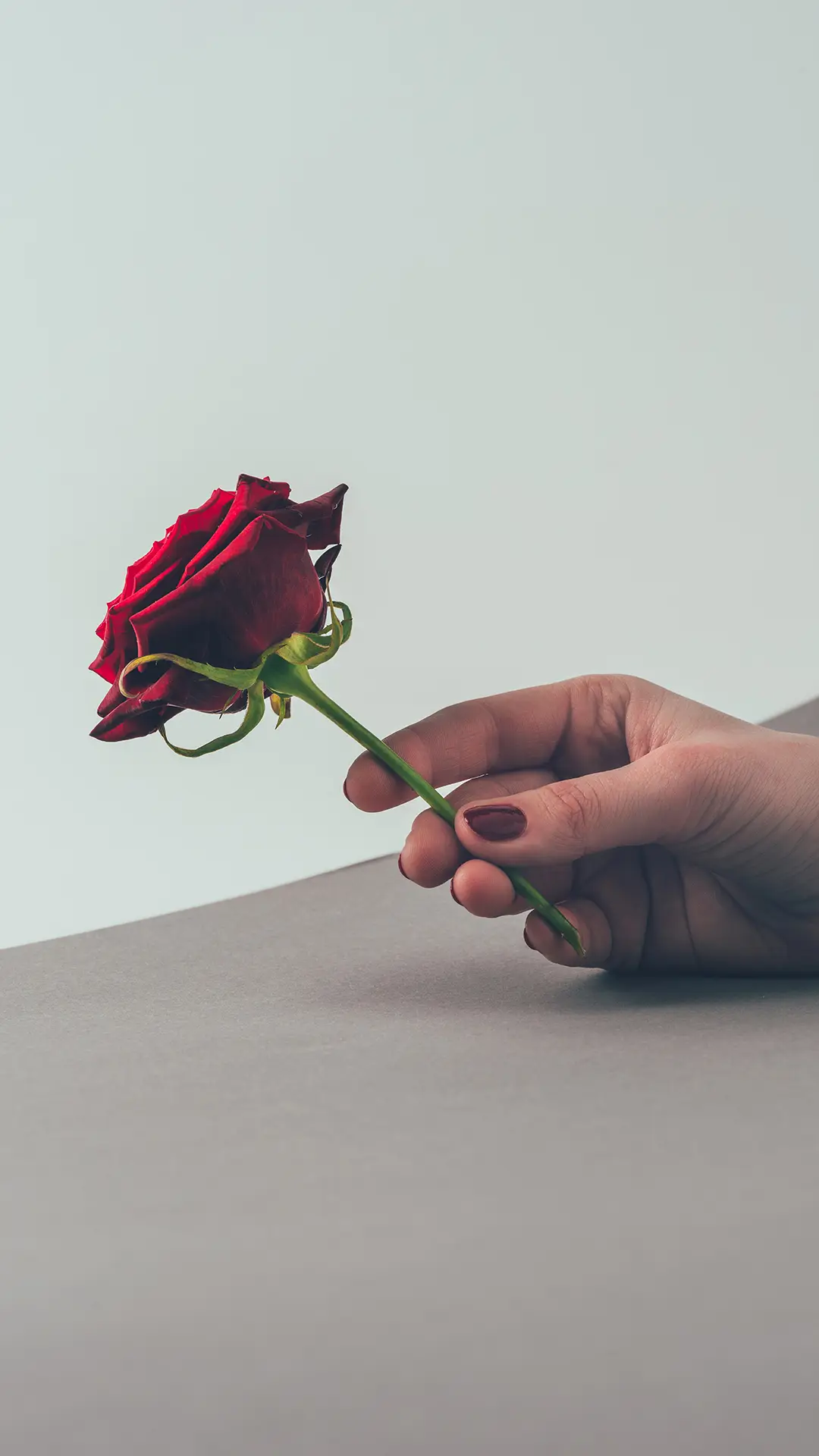 玫瑰-锐景创意 - Screenshot 1