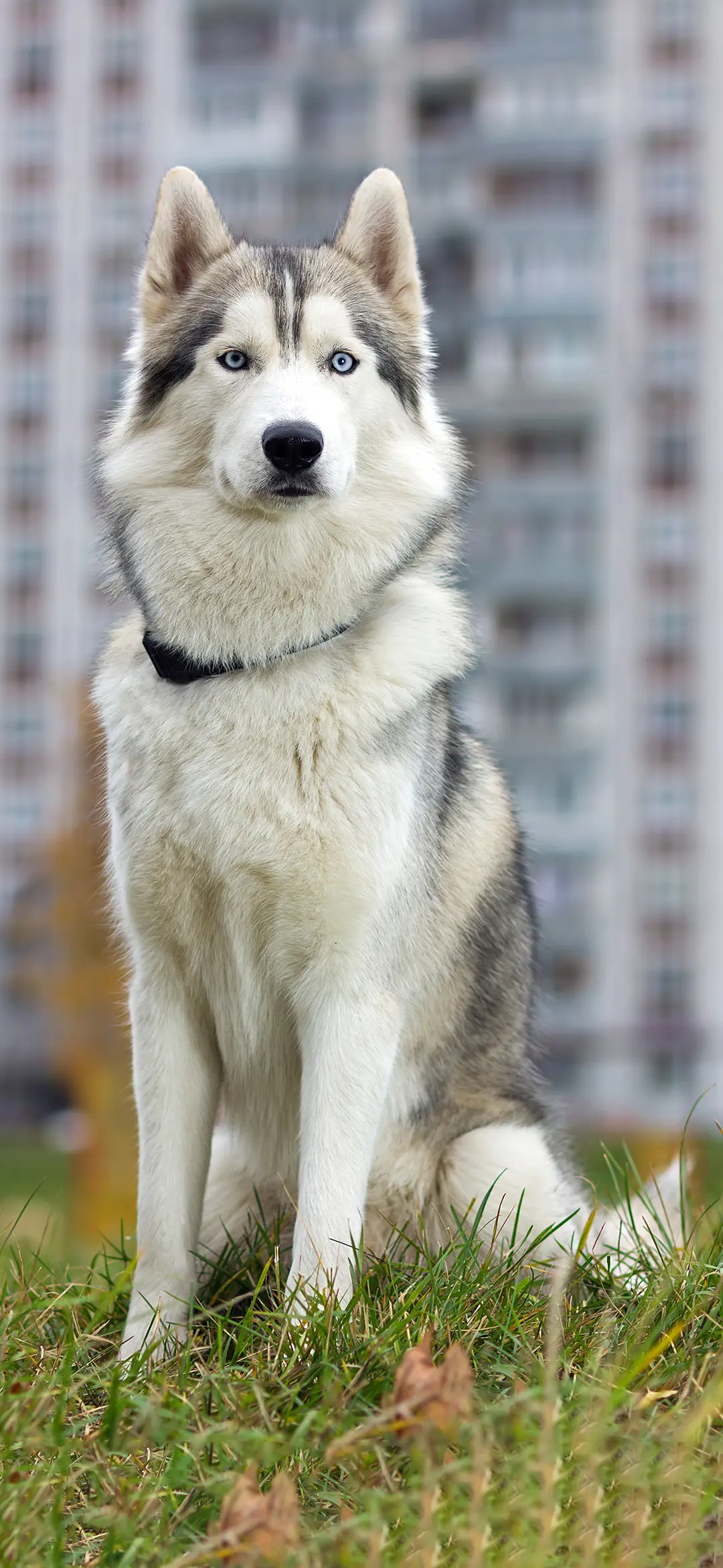 哈士奇-拍信图库