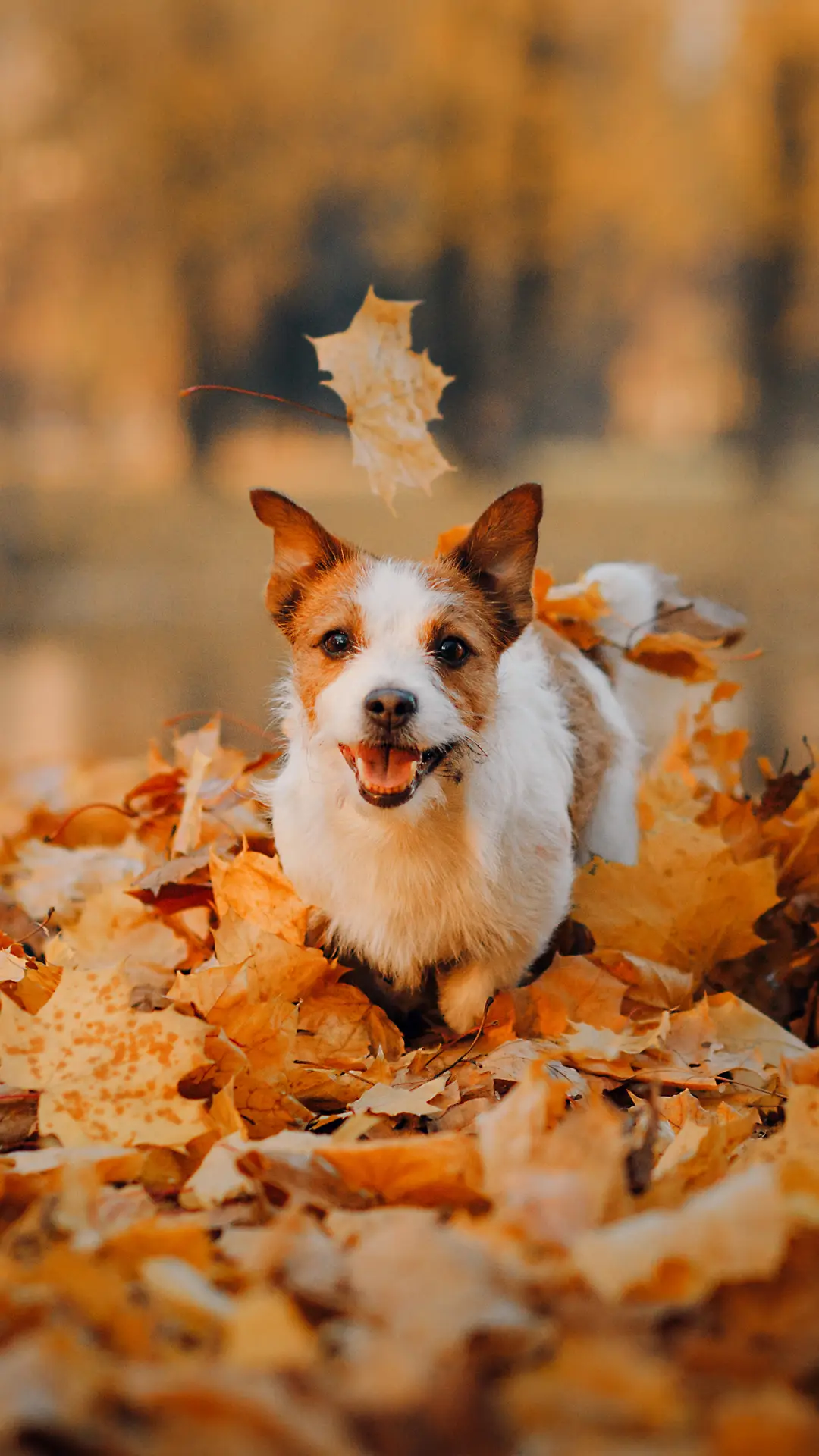 治愈壁纸-拍信图库