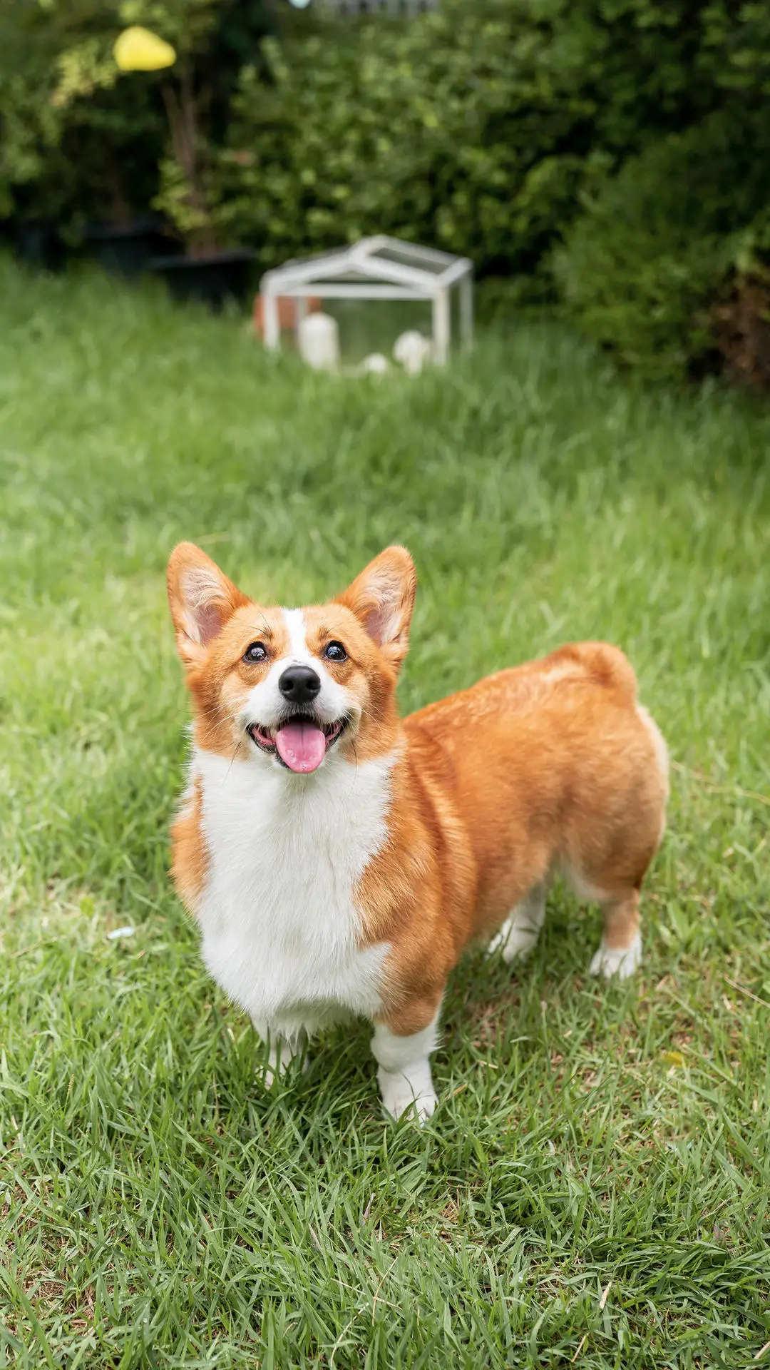 狗狗担心你的表现 - Screenshot 1