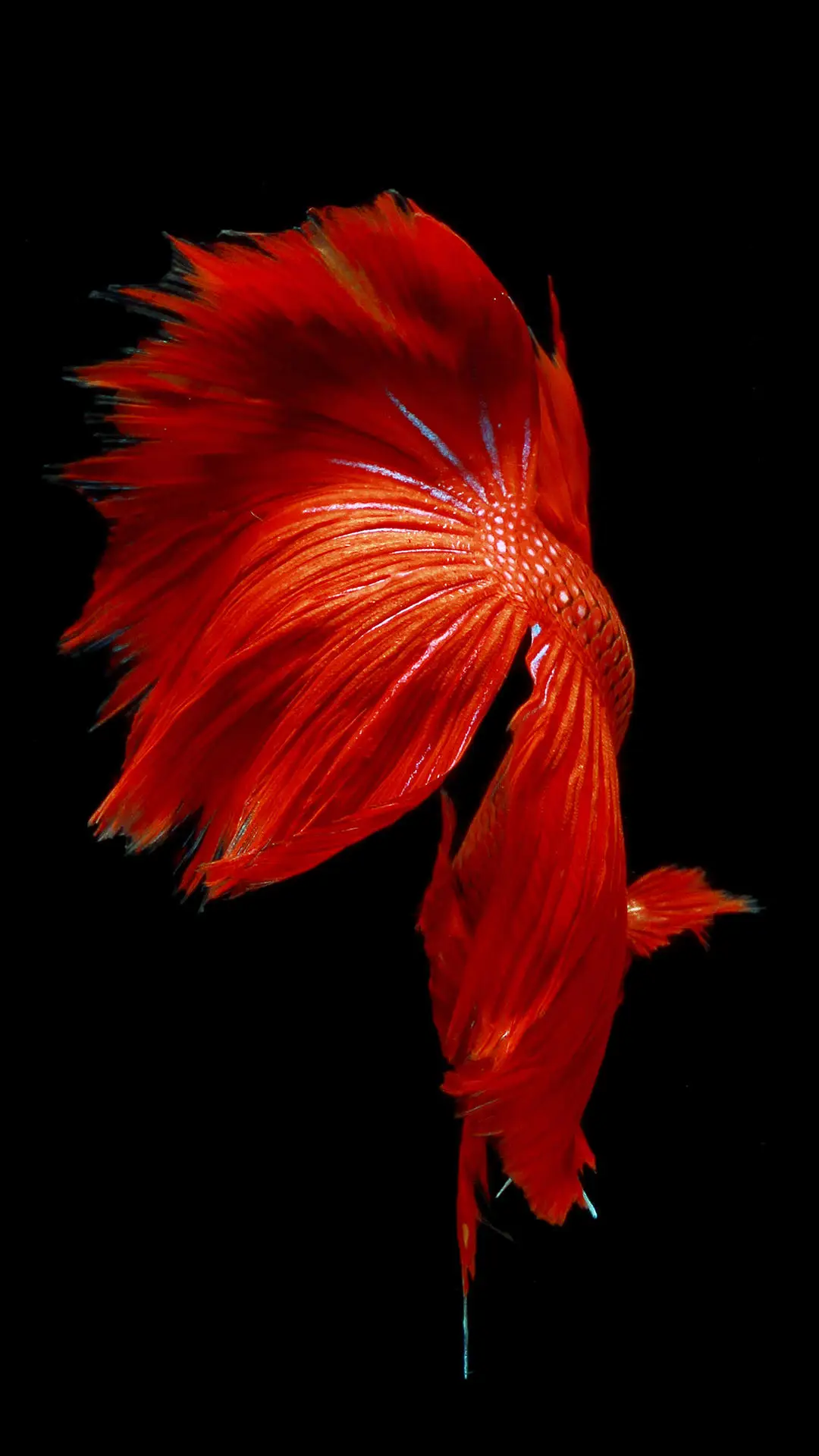 新手怎么去养鱼？ - Screenshot 1