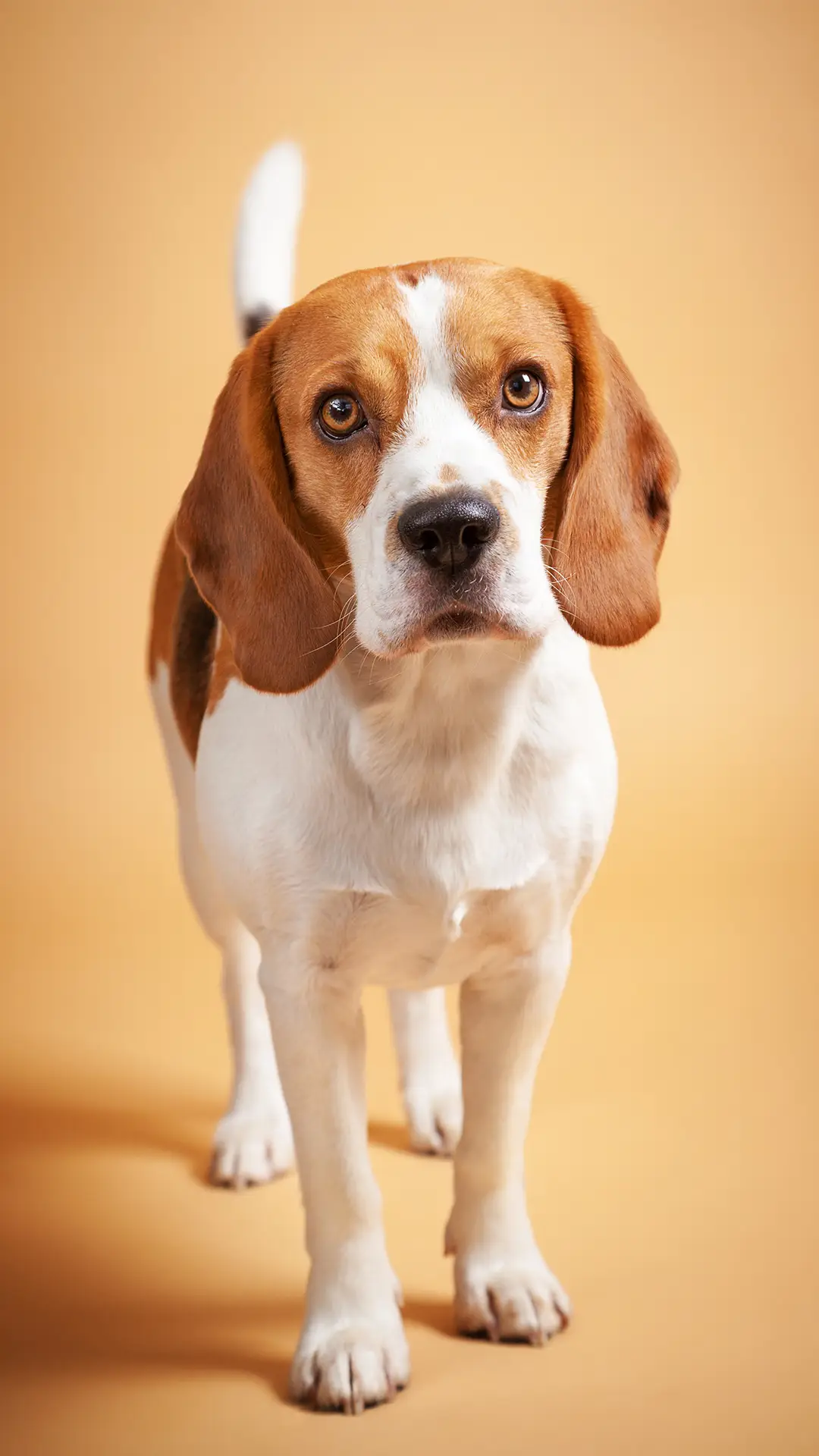 森林之钟比格犬 - Screenshot 1