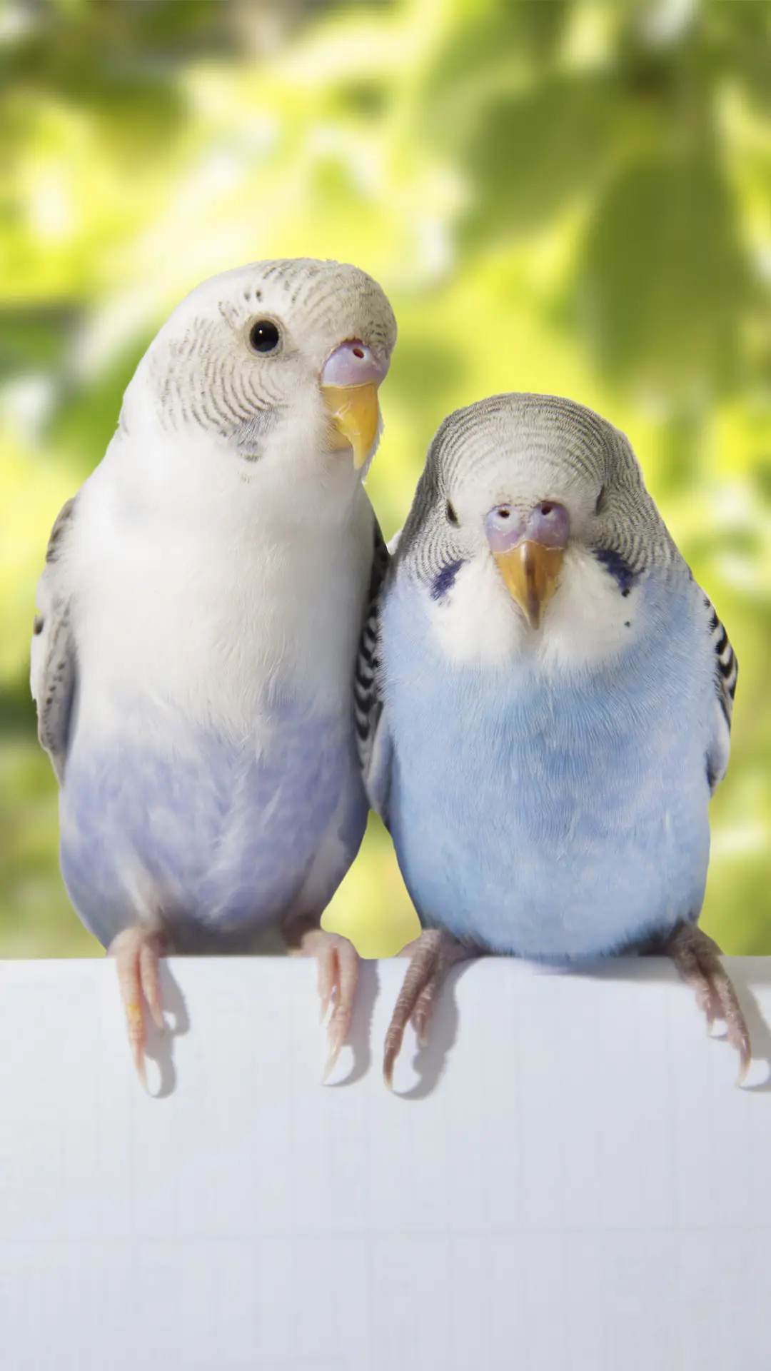 养鹦鹉当从虎皮入手