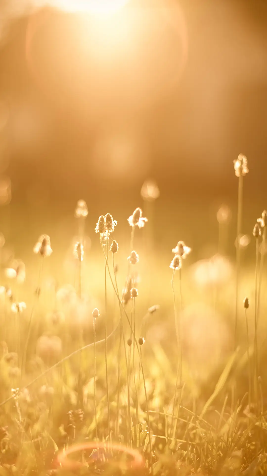 二十四节气之立秋