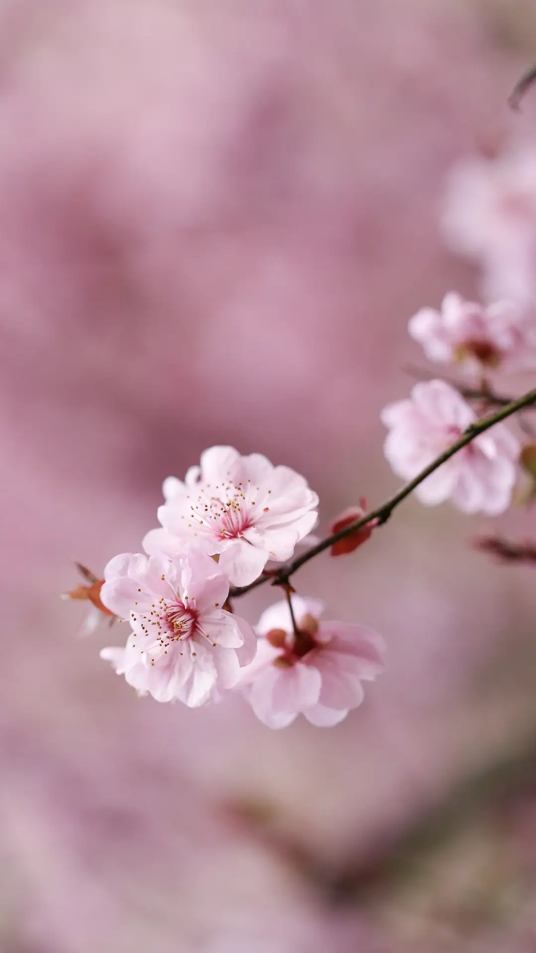 花枝招展壁纸-锐景创意