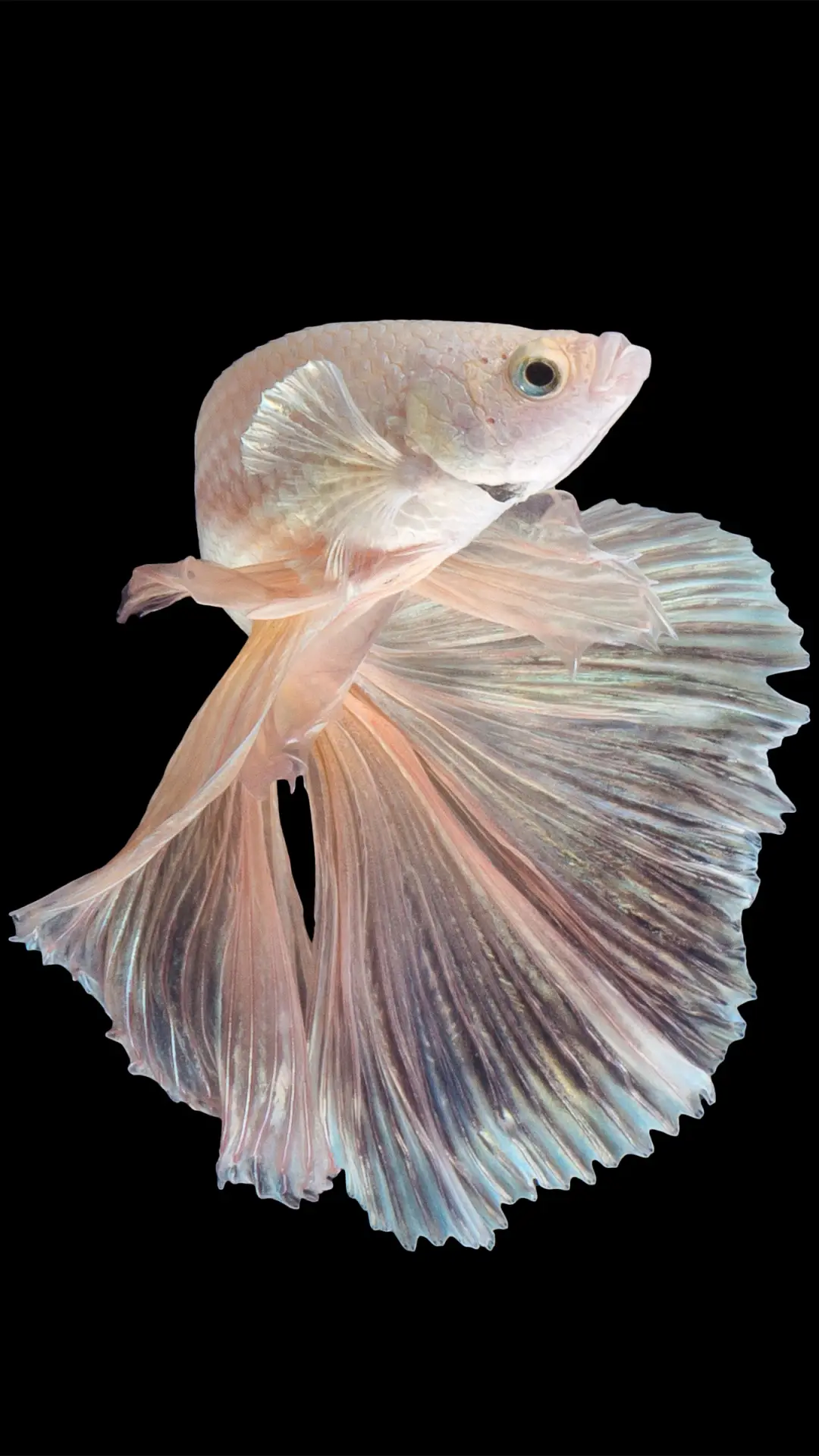 锦鲤附体-拍信图库