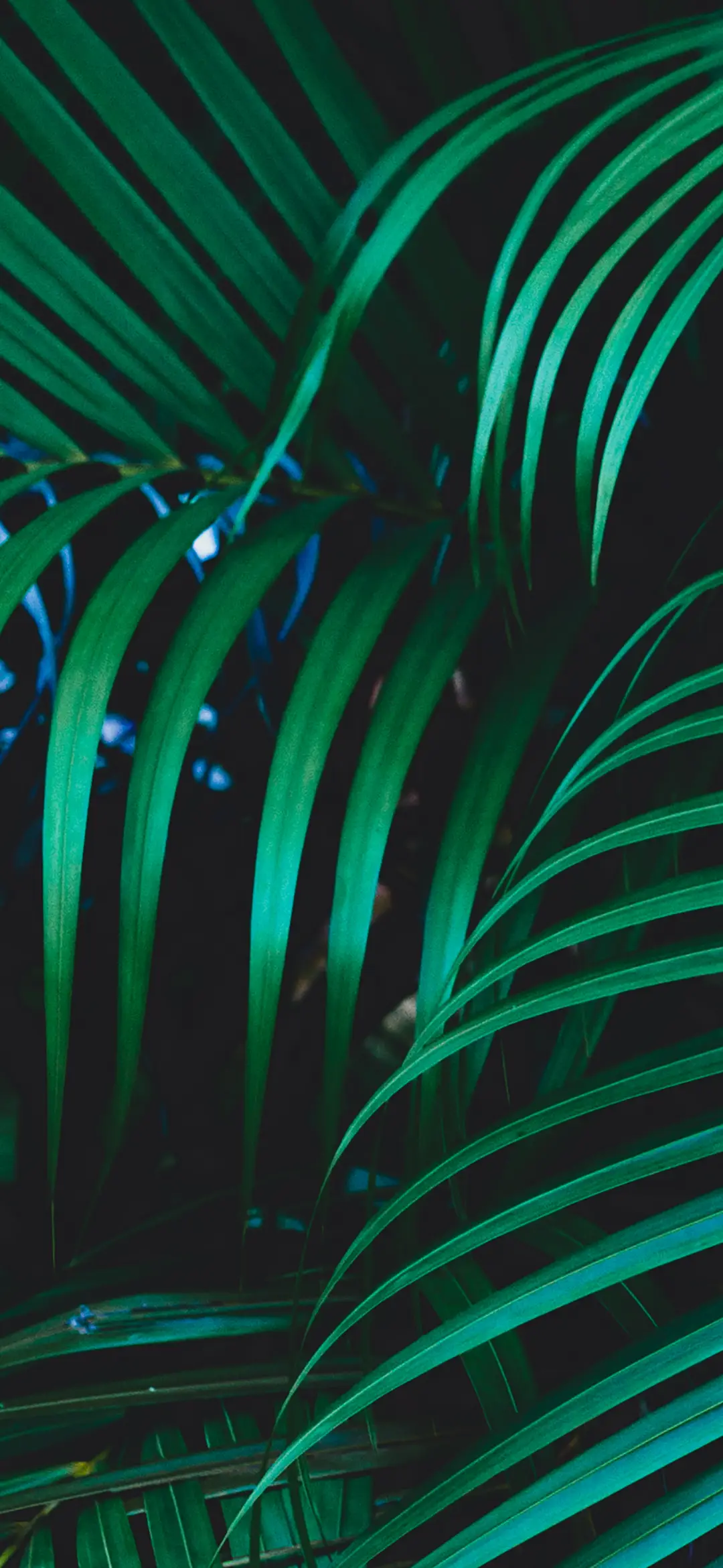 护眼满屏植物壁纸-锐景创意 - Screenshot 1