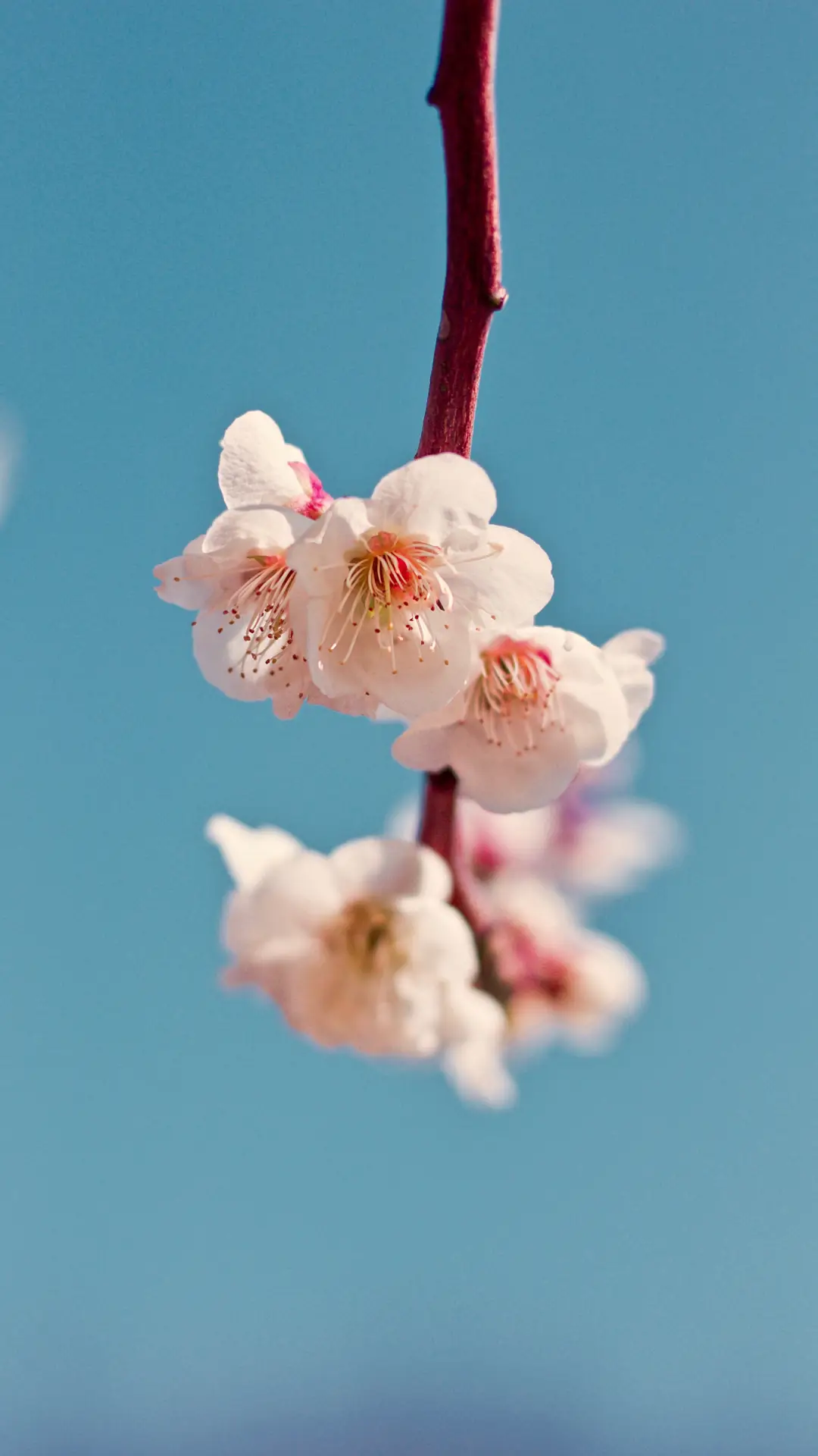 春意阑珊-锐景创意