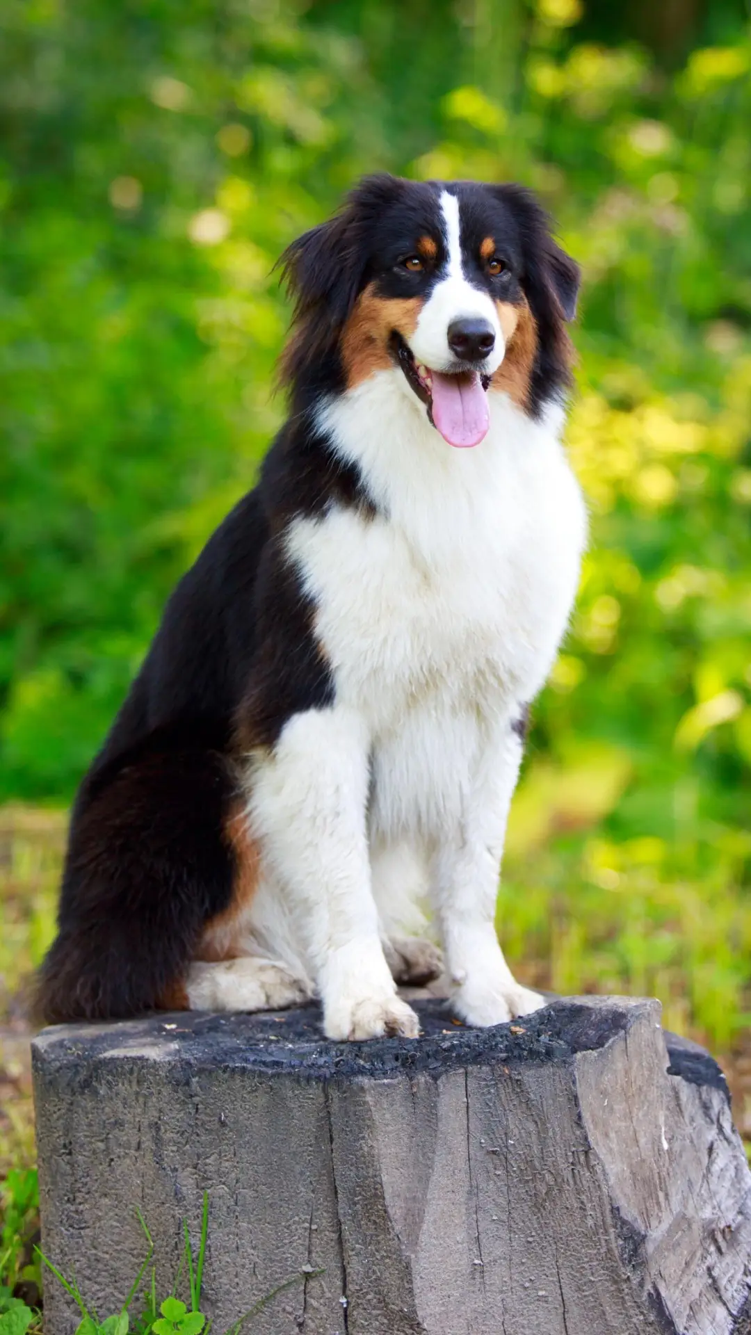 狗狗怕老虎和美洲狮吗