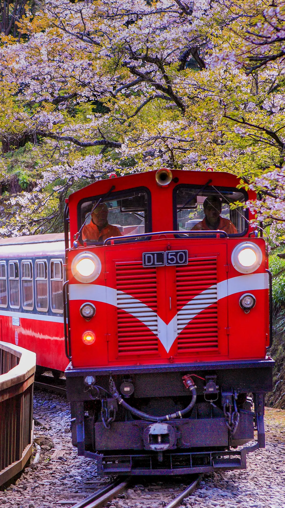 谁说赏樱要去日本?