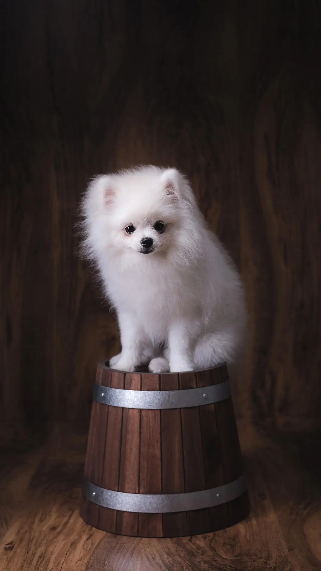 养博美需戒掉的坏习惯