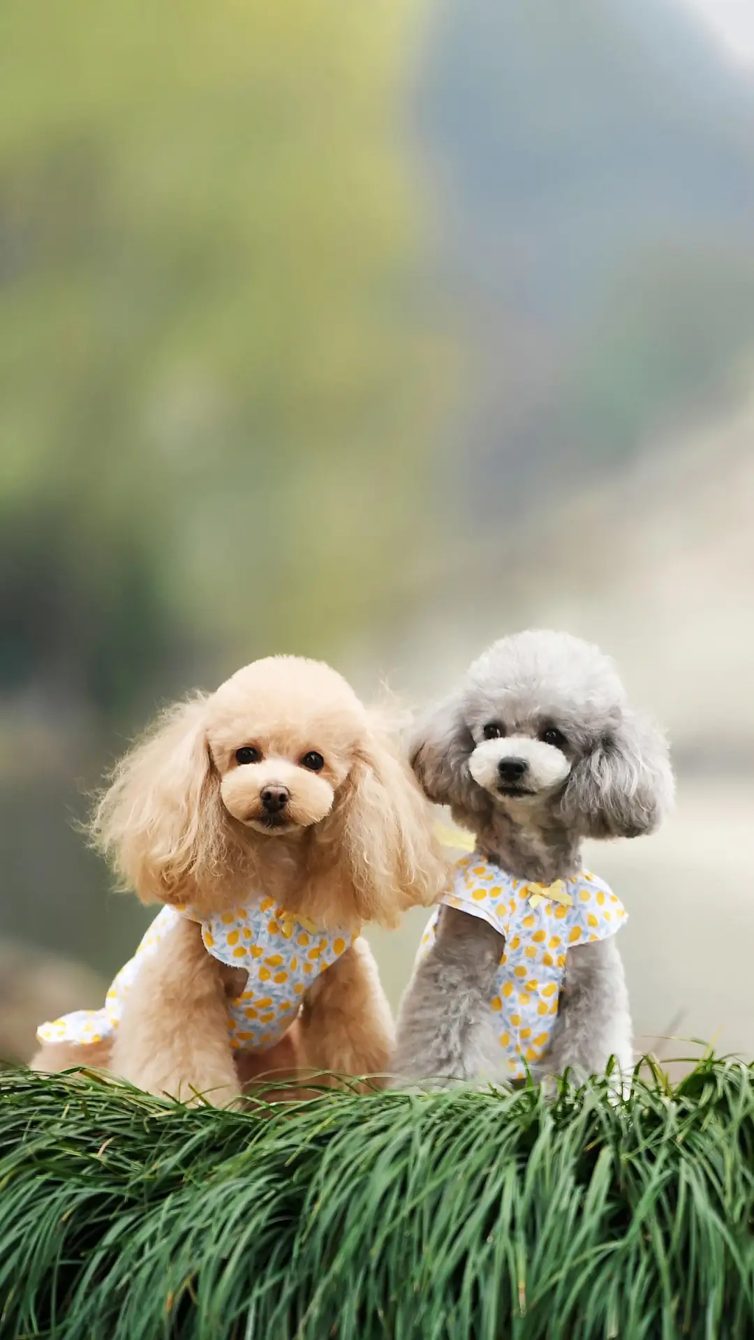 宠物健康小知识