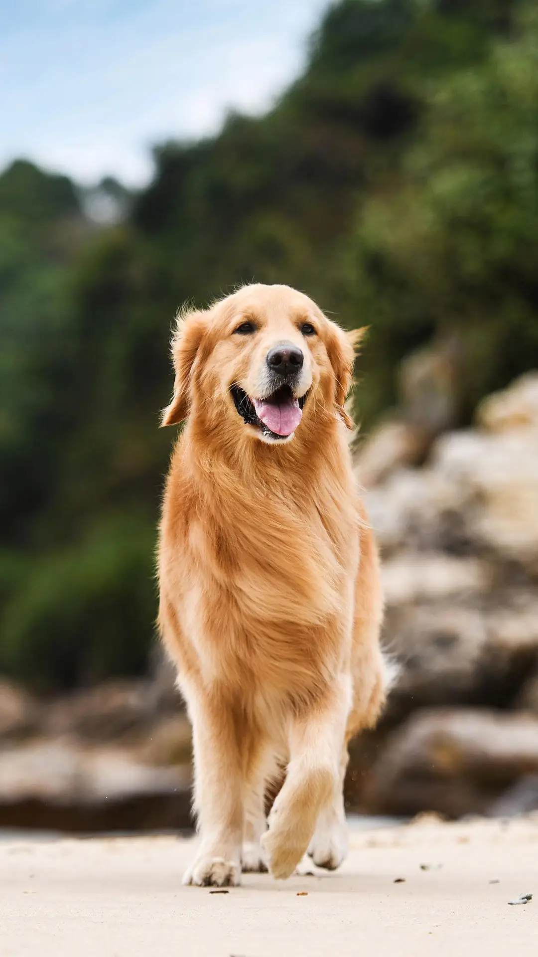 哪些狗狗能陪你长跑？ - Screenshot 1